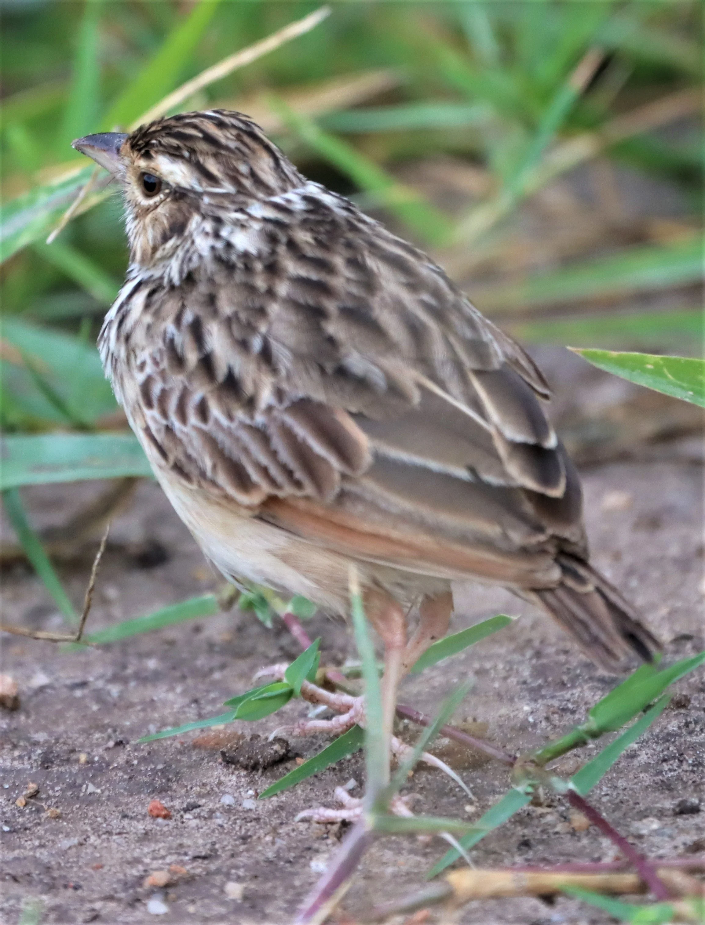 Indochinese Bushlark (Mirafra erythrocephala) Prachuap Kiri Khan Thailand (3).jpg