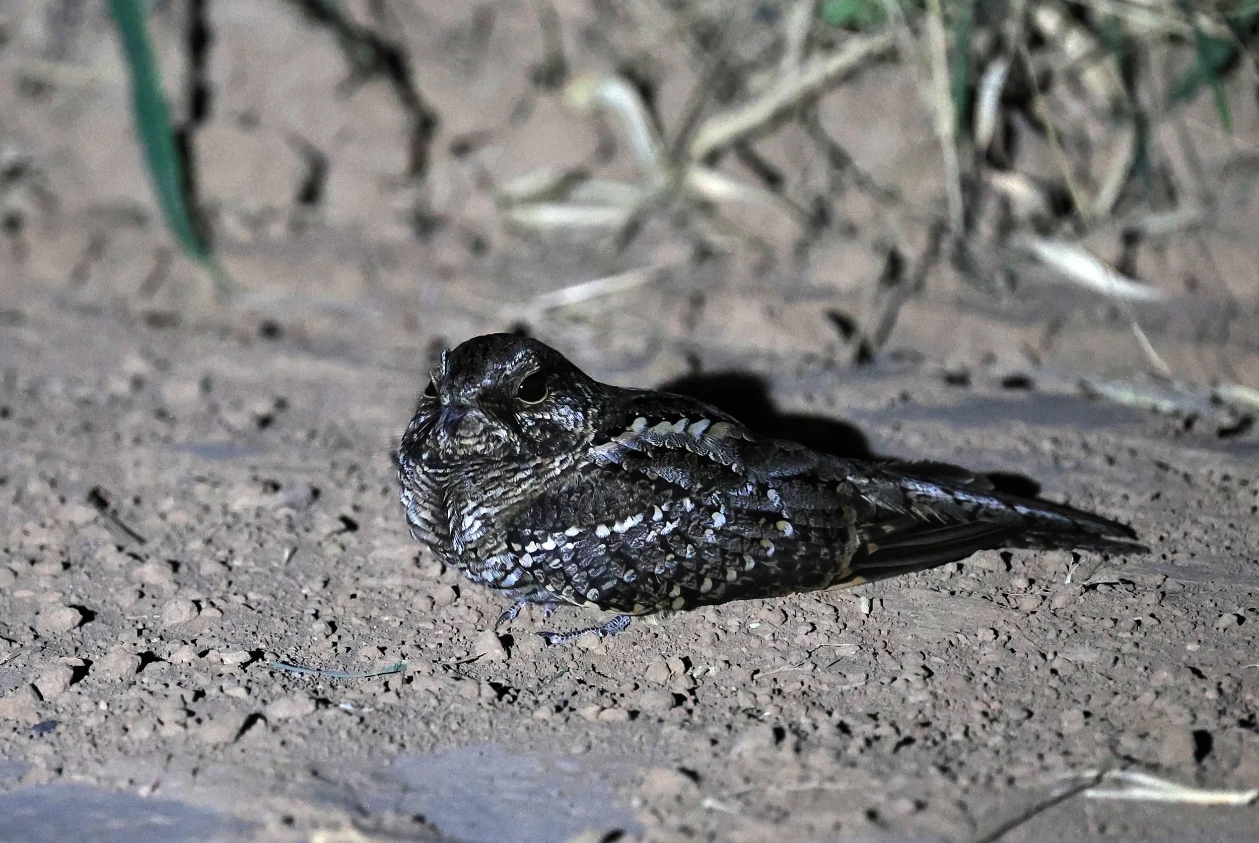 Scissor-tailed Nightjar (Hydropsalis torquata) female - Fortin Toledo Paraguay (4).jpg