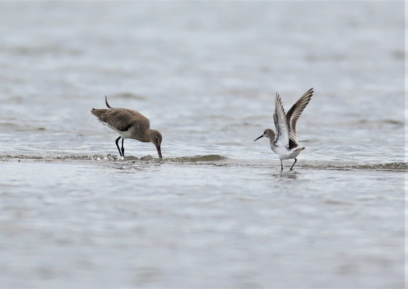 GODWIT - BLACK-TAILED GODWITS - Limosa limosa - WITH CURLEW SANDPIPER - BANG PAKONG SALT PANS CHACHOENGSAO WEST OF RIVER (8).jpg