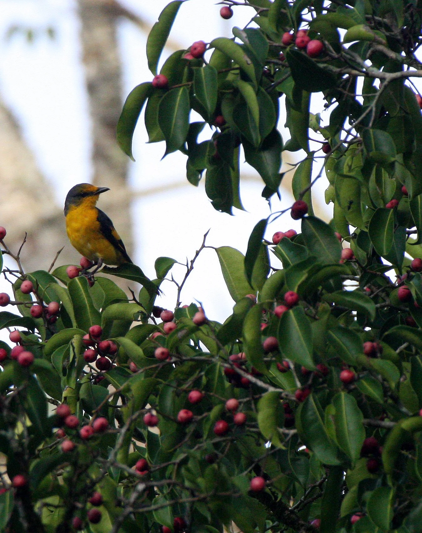 Scarlet Minivet (Pericrocotus speciosus) Kaeng Krachan NP Thailand (13).JPG