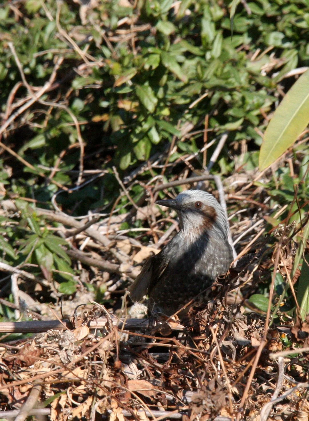 BULBUL - BROWN-EARD BULBUL - Hypsipetes amaurotis - SHIZUOKA COASTLINE JAPAN (10).JPG