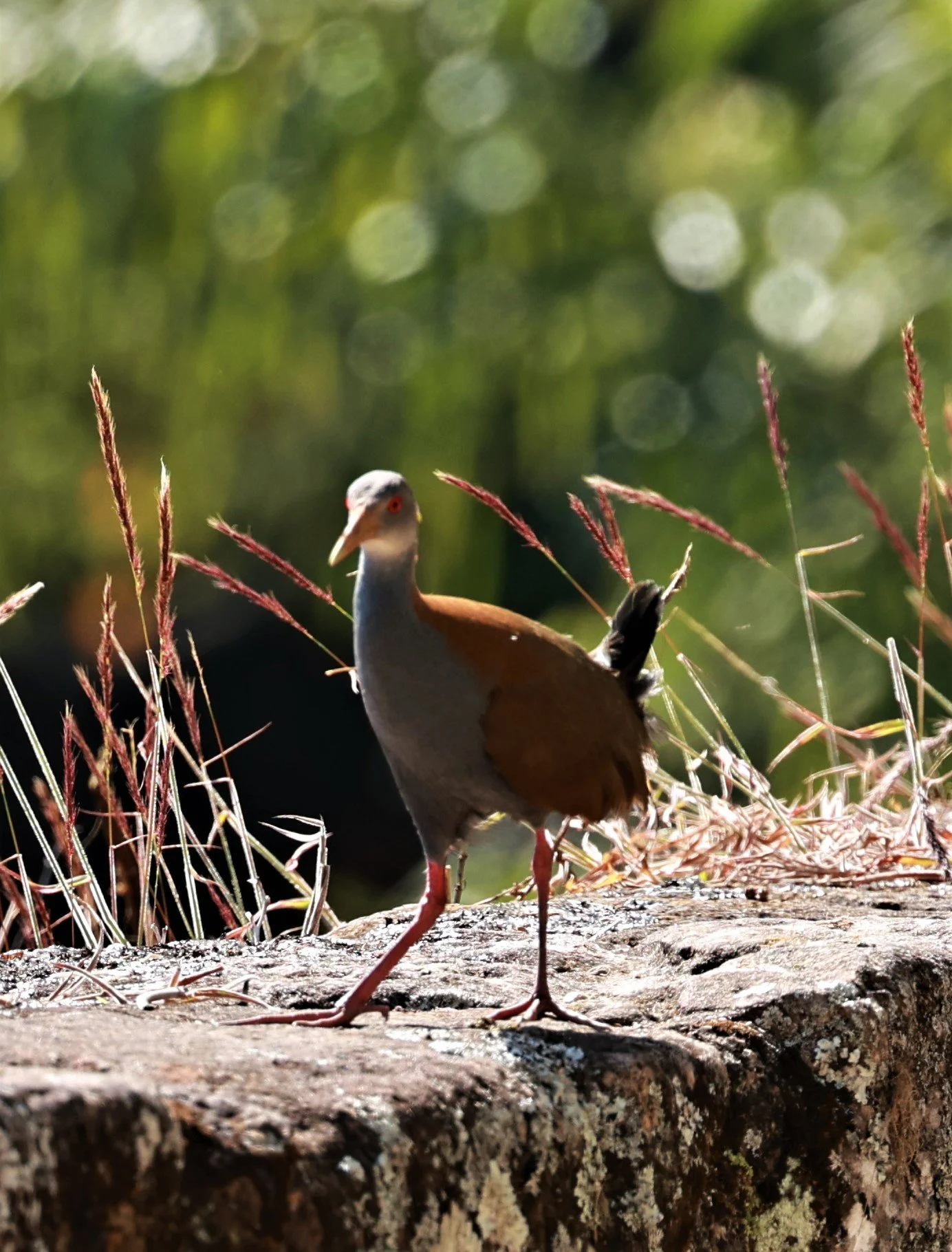 Wood-rail - Slaty-breasted Wood-rail - Aramides saracura - Caraca Sanctuary & Seminary, Minas Gerais Brazil (2).jpg