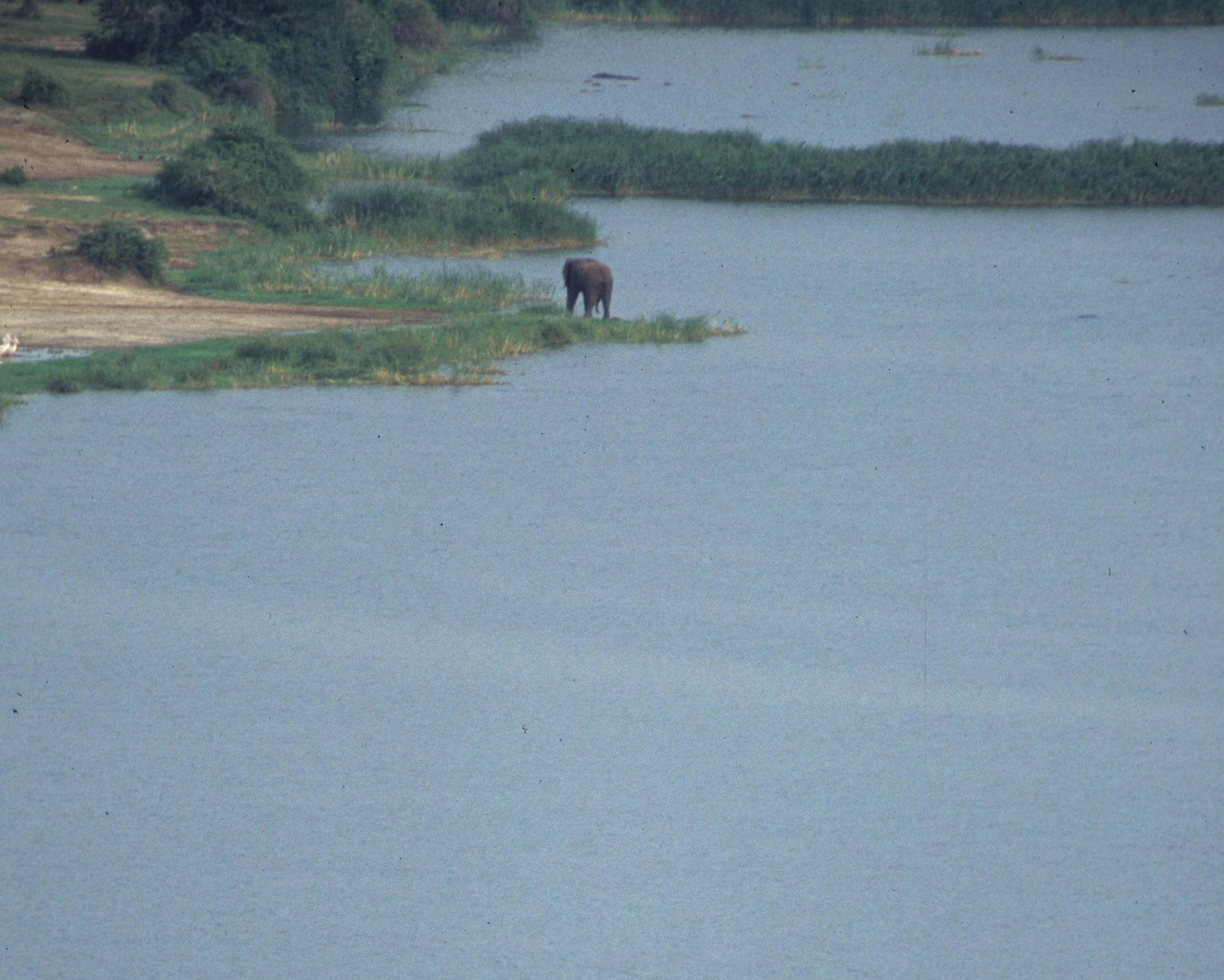 ELEPHANT - UGANDA 6.jpg