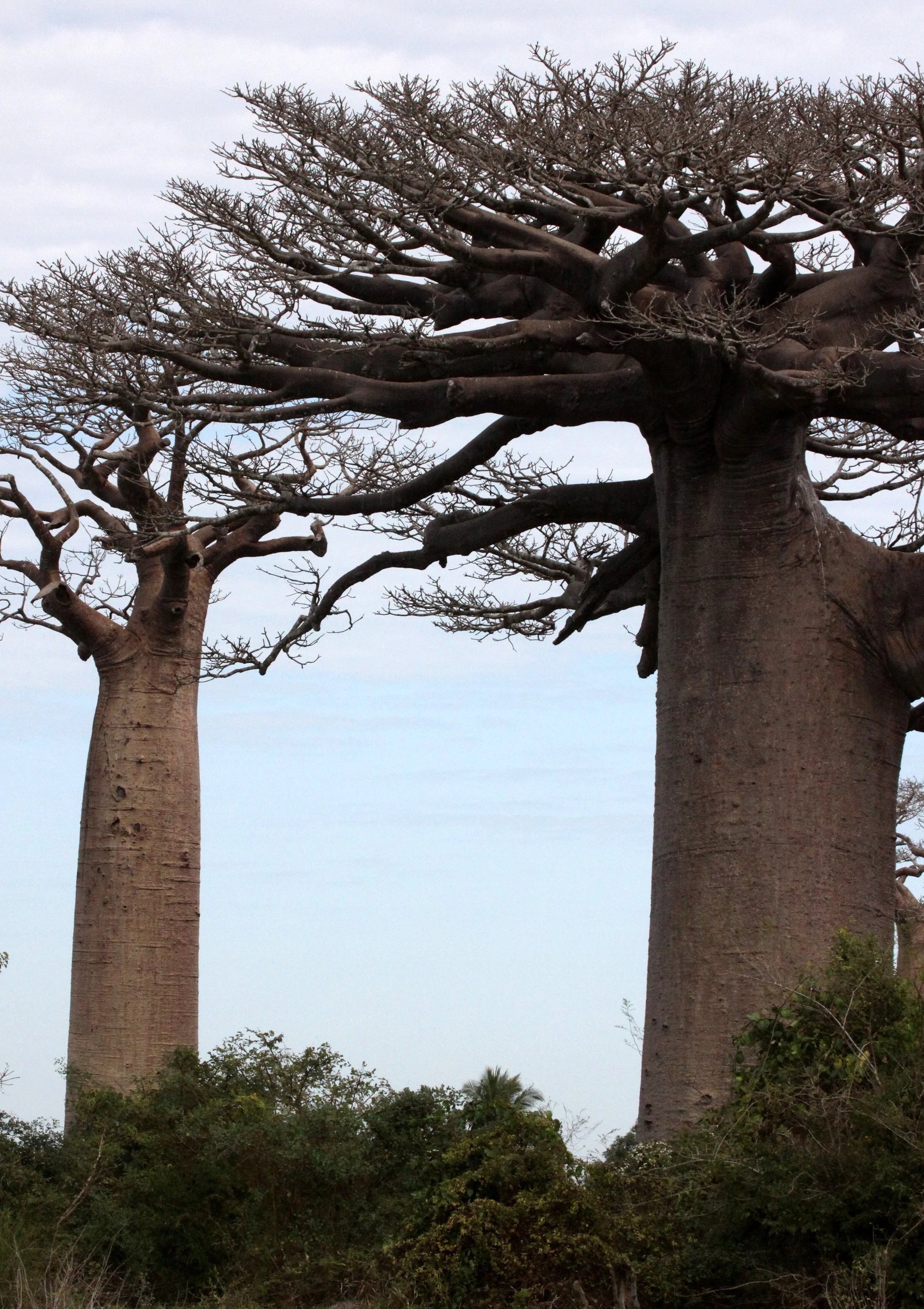 PLANT - BAOBAB - ADANSONIA GRANDIDIERI - AVENUE DU BAOBABS - KIRINDY NATIONAL PARK - MADAGASCAR (17).JPG