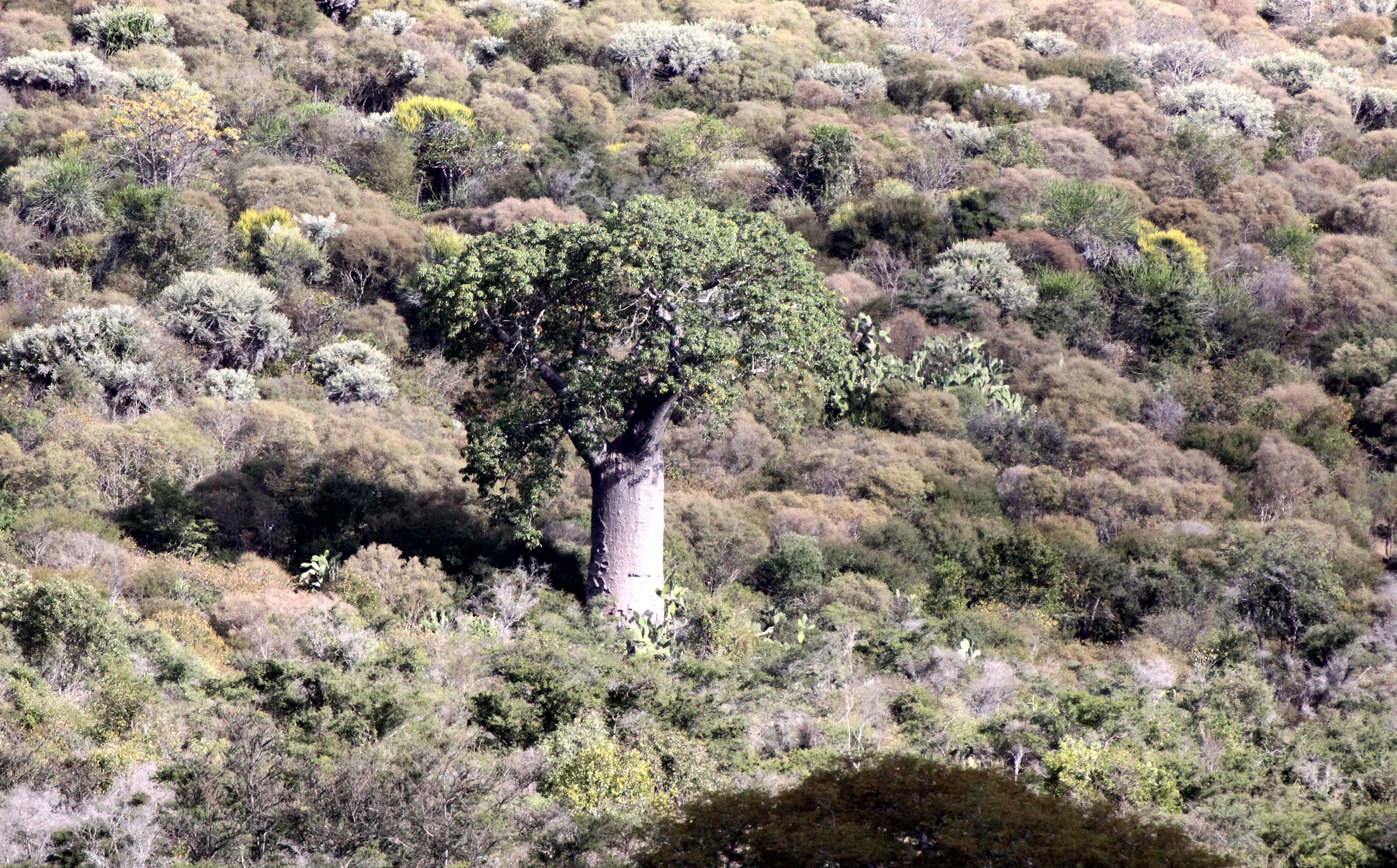 PLANT - BAOBAB SPECIES - ANDOHAHELA NATIONAL PARK MADAGASCAR.JPG