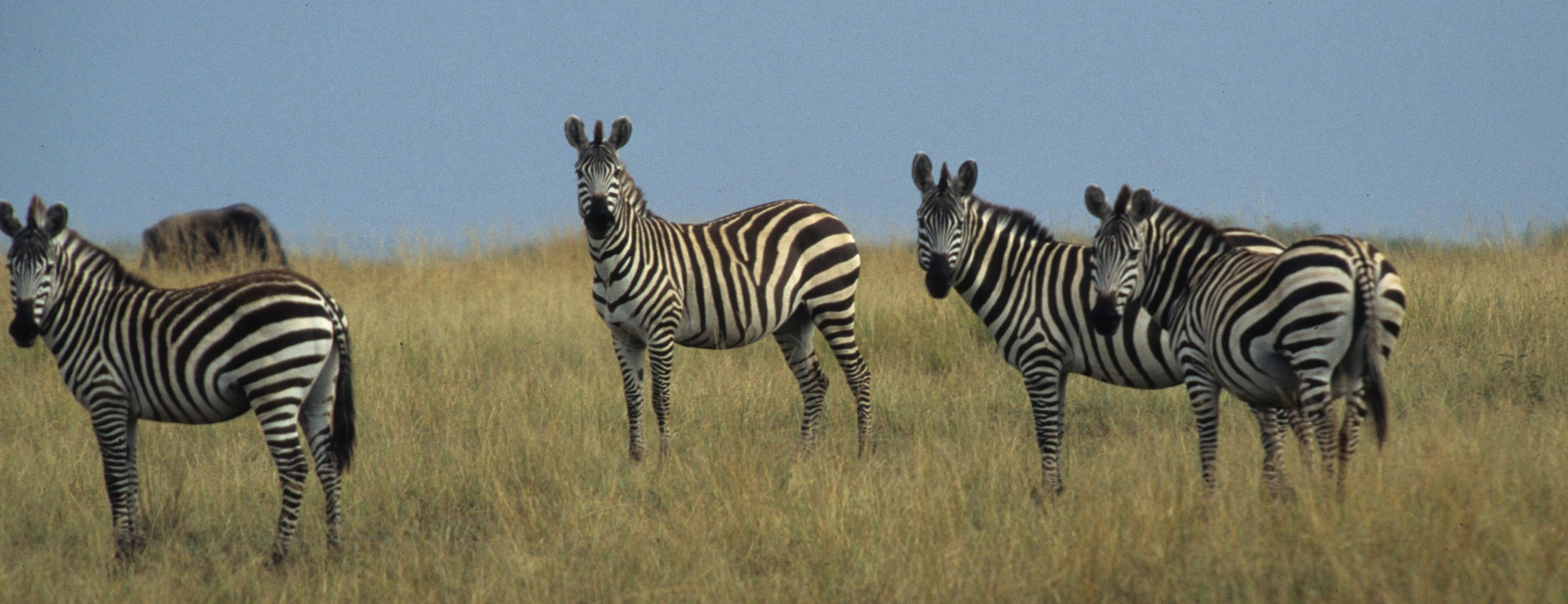 EQUIN - ZEBRA - COMMON - SERENGETI (25).jpg