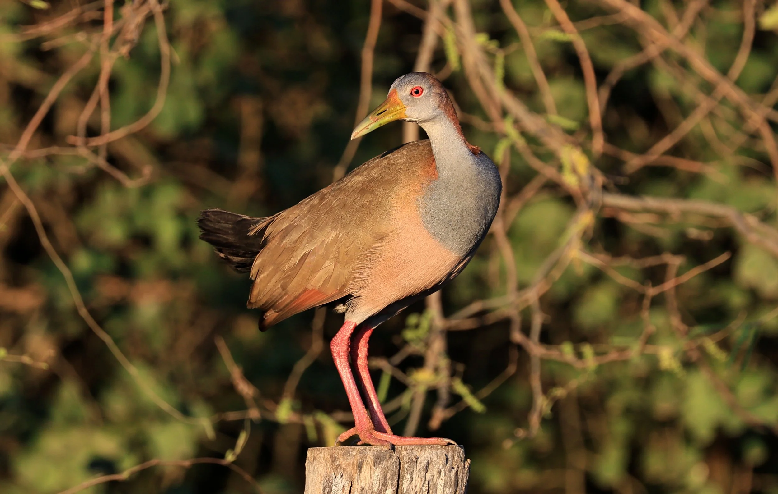 Gray-cowled wood-rail (Aramides cajaneus) Aurora Chaquena Reserve, Neuland Mennonite Colony Paraguay (7).jpg