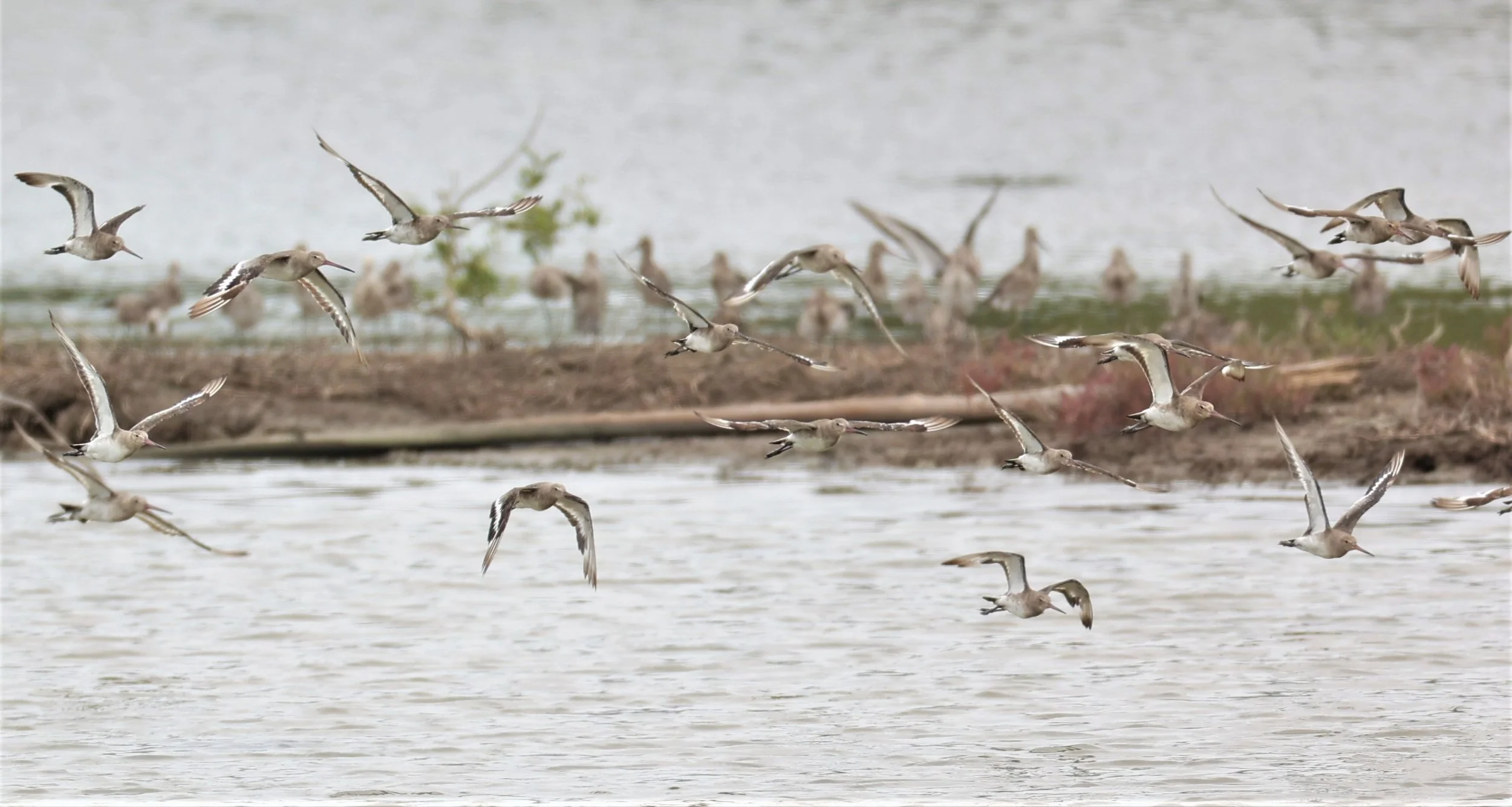GODWIT - BLACK-TAILED GODWIT - Limosa limosa - BANG PU FOREST RESERVE SEPT 12 2021 (42).jpg