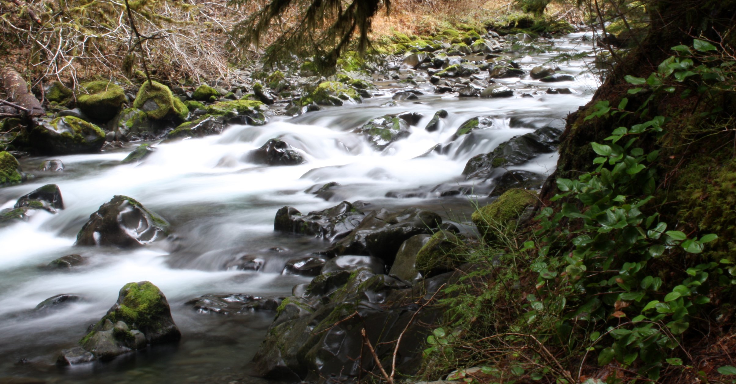 SOL DUC FALLS AND FOREST - ONP WA (59).JPG