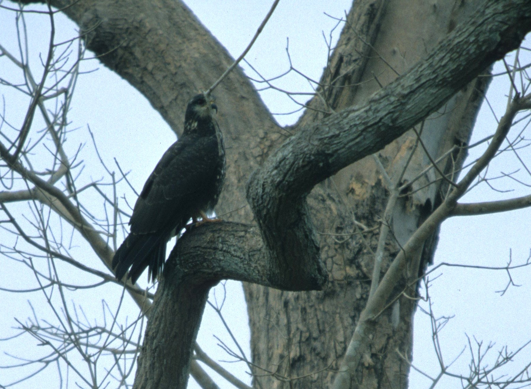 Rostrhamus sociabilis - SNAIL KITE - PANAMA.jpg