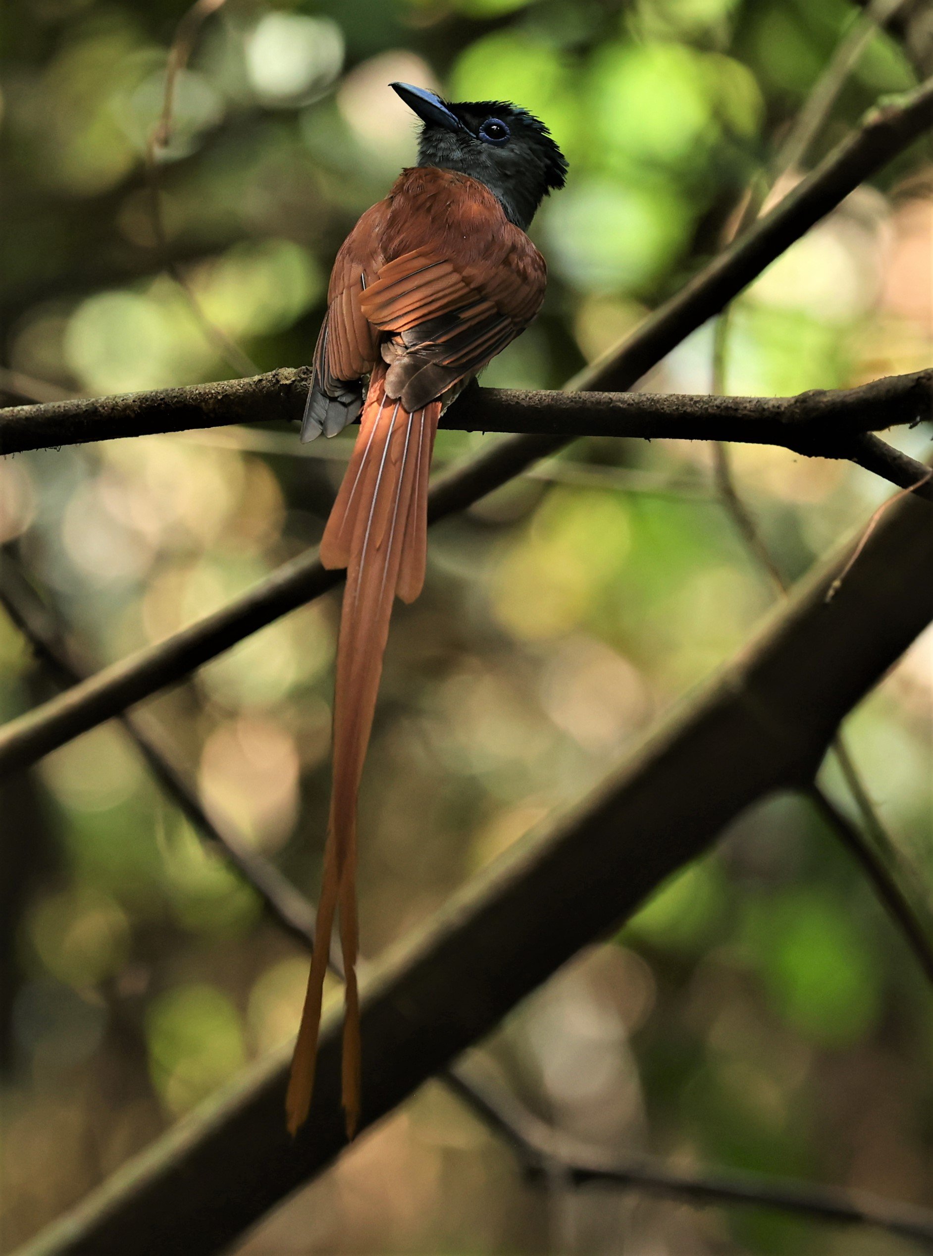 PARADISE-FLYCATCHER - BLYTH'S PARADISE-FLYCATCHER - Terpsiphone affinis - KRUNG CHING, KHAO LUANG NP NST, APRIL 2022 (24).jpg