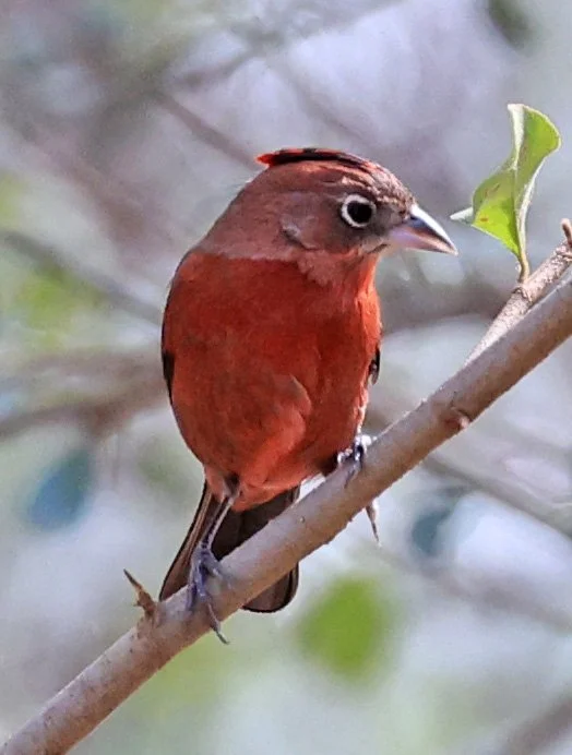 Red-crested Finch (Coryphospingus cucullatus) Hotel Campestre Iparoma Paraguay.jpg