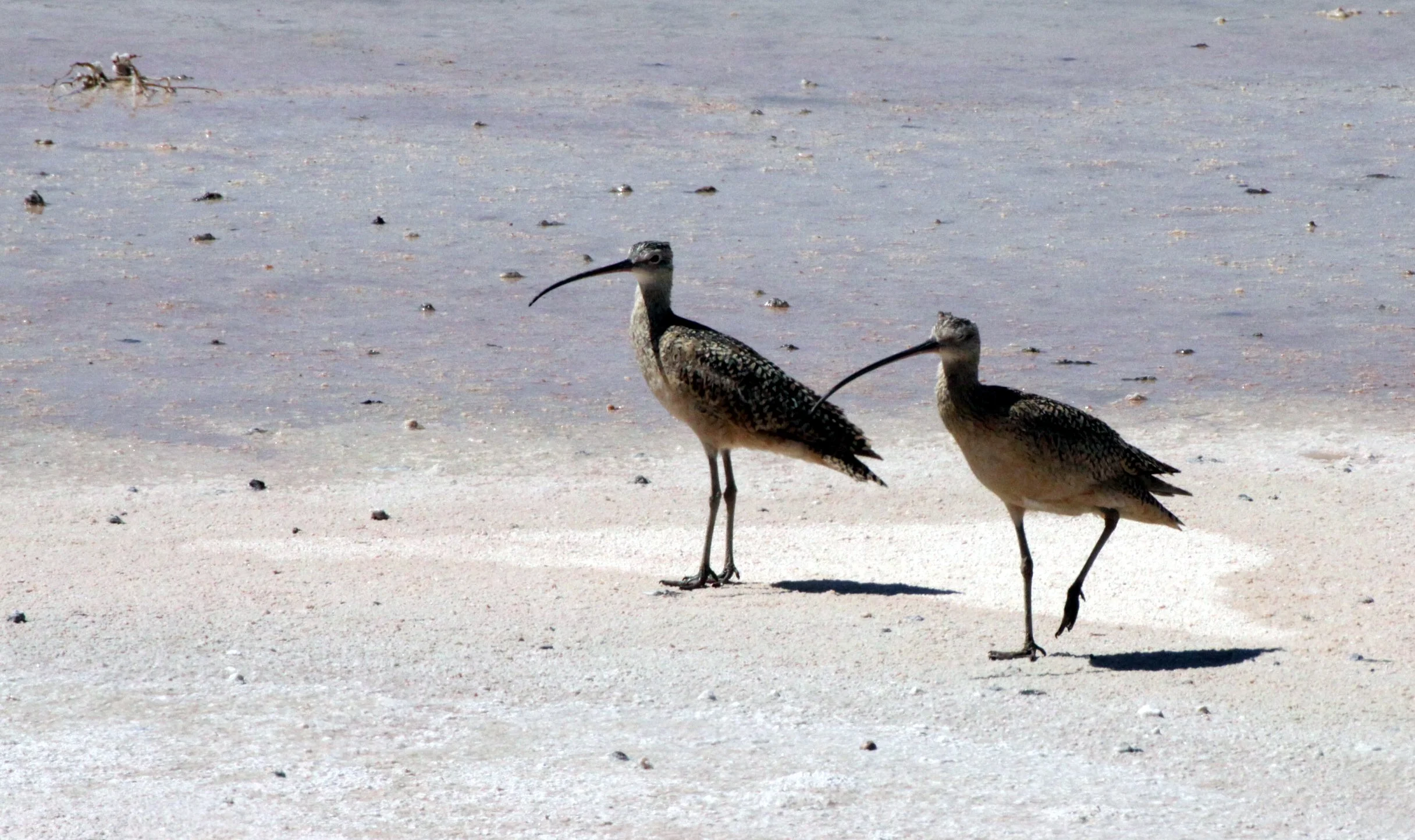 BIRD - CURLEW - LONG-BILLED CURLEW - ALAMOGORDO NEW MEXICO - WETLANDS DUE SOUTH.JPG