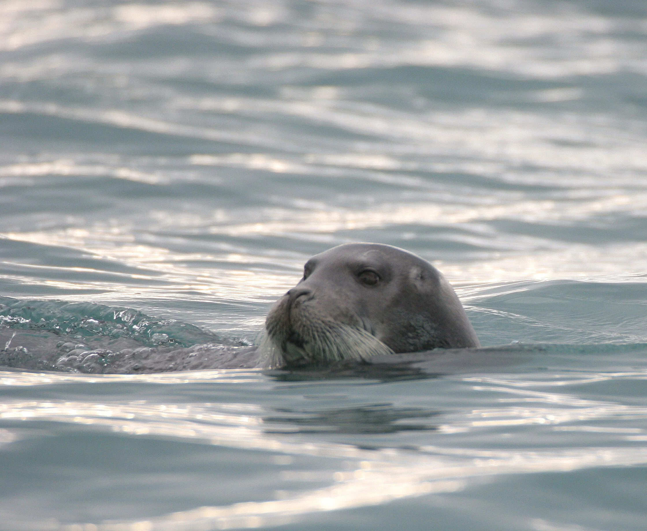 PINNIPED - SEAL - BEARDED SEAL - SVALBARD  (19).jpg