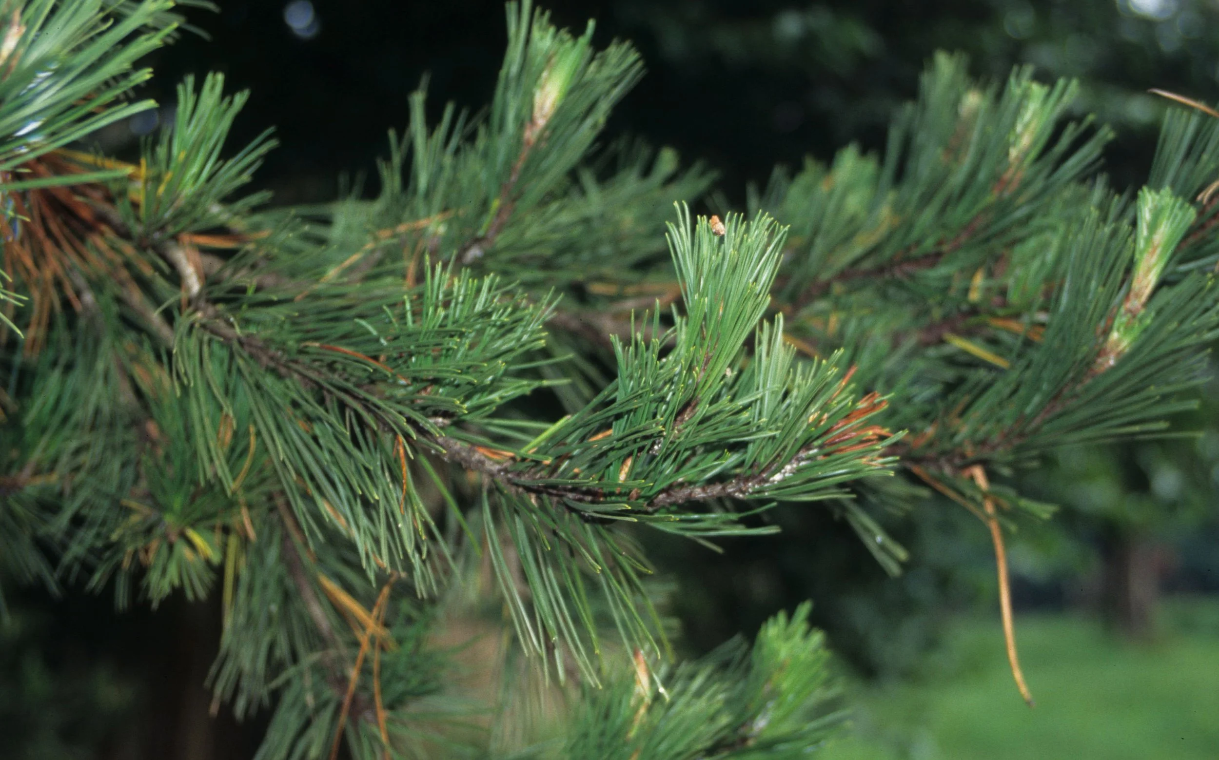 KENYA - HIGHLAND PINE SPECIES.jpg