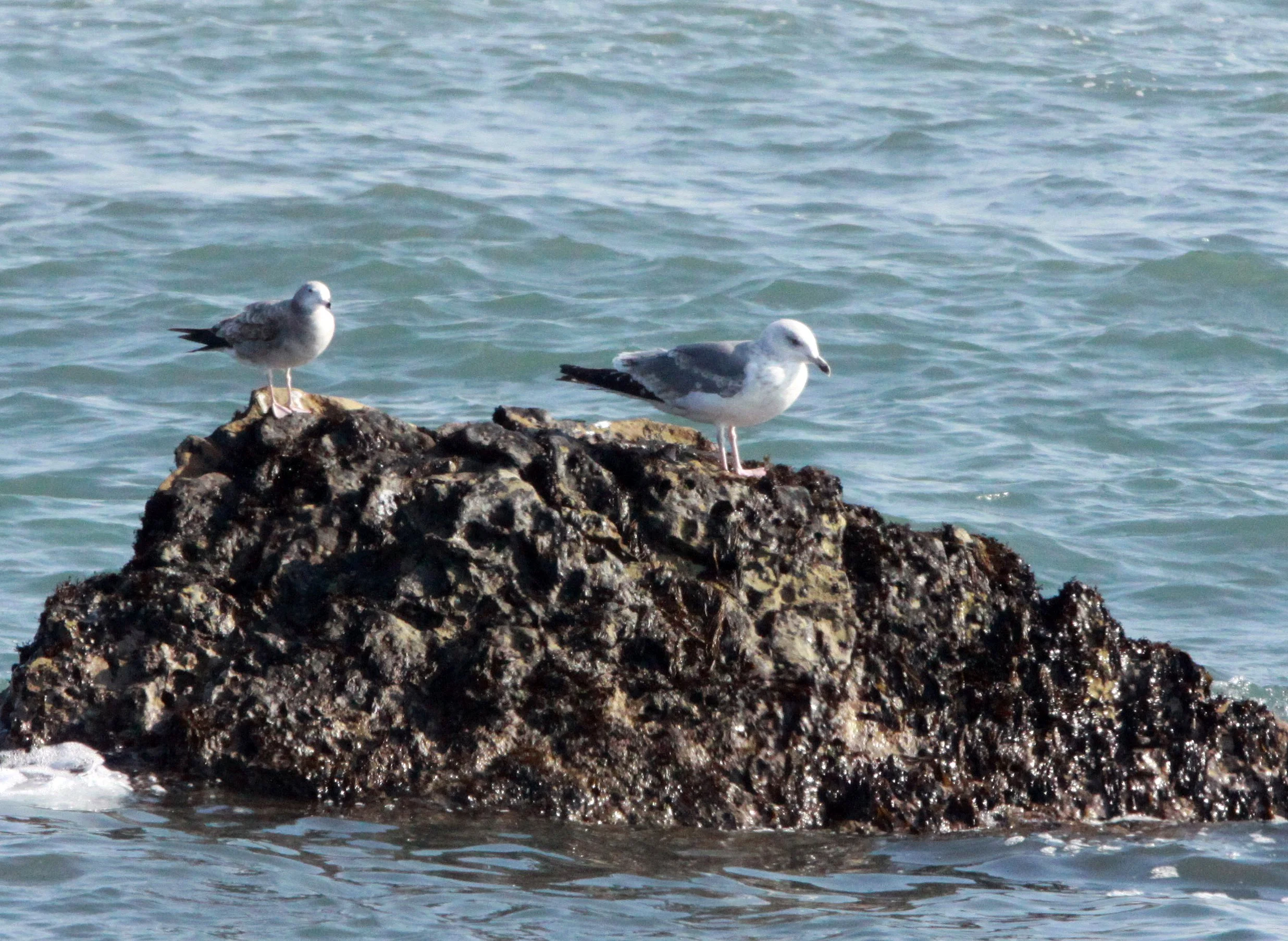 BIRD - VEGA GULL - SHIZUOKA COASTLINE JAPAN (3).JPG