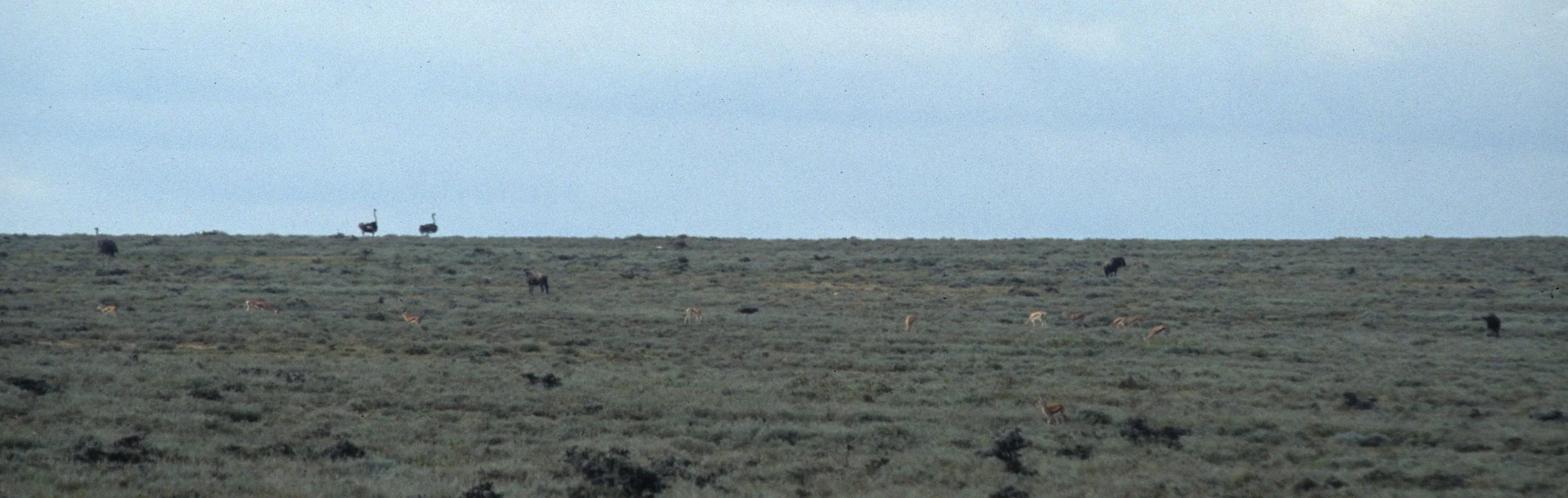 BIRDS - OSTRICH - SERENGETI.jpg