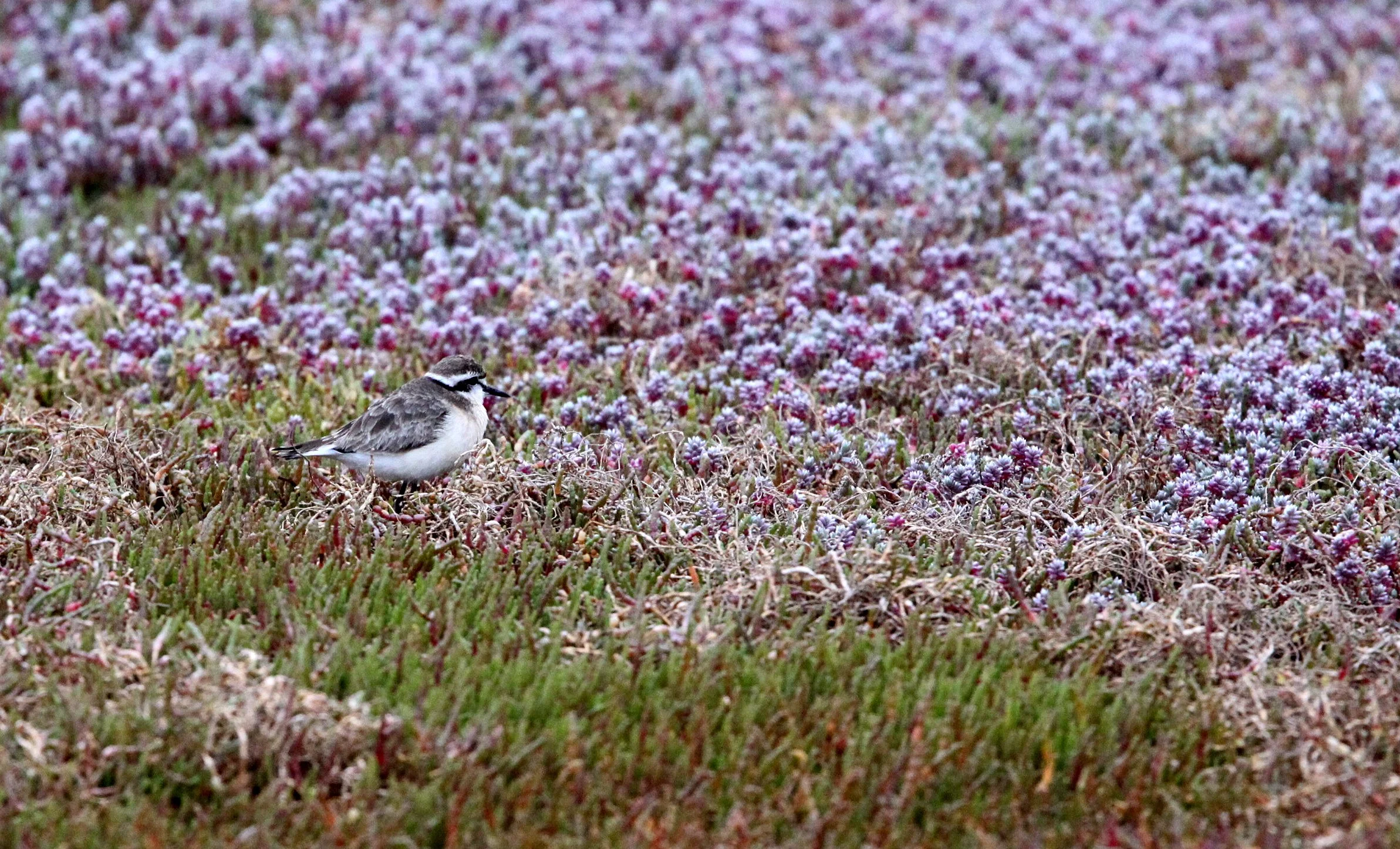 BIRD - PLOVER - KITTLITZ'S PLOVER - WEST COAST NATIONAL PARK SOUTH AFRICA (2).JPG