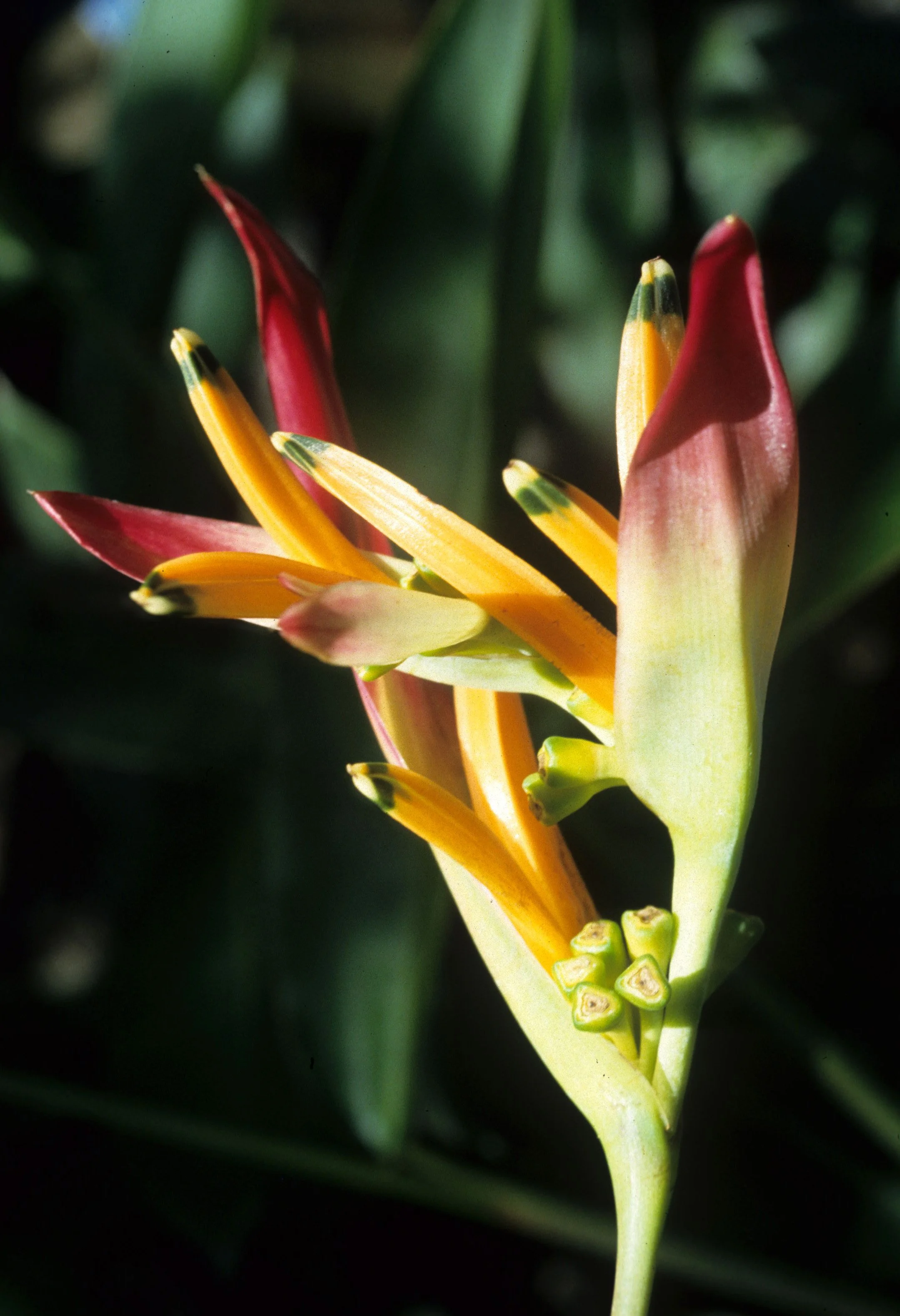 HAWAII - HAWAII - HELICONIA PSITTACORUM.jpg