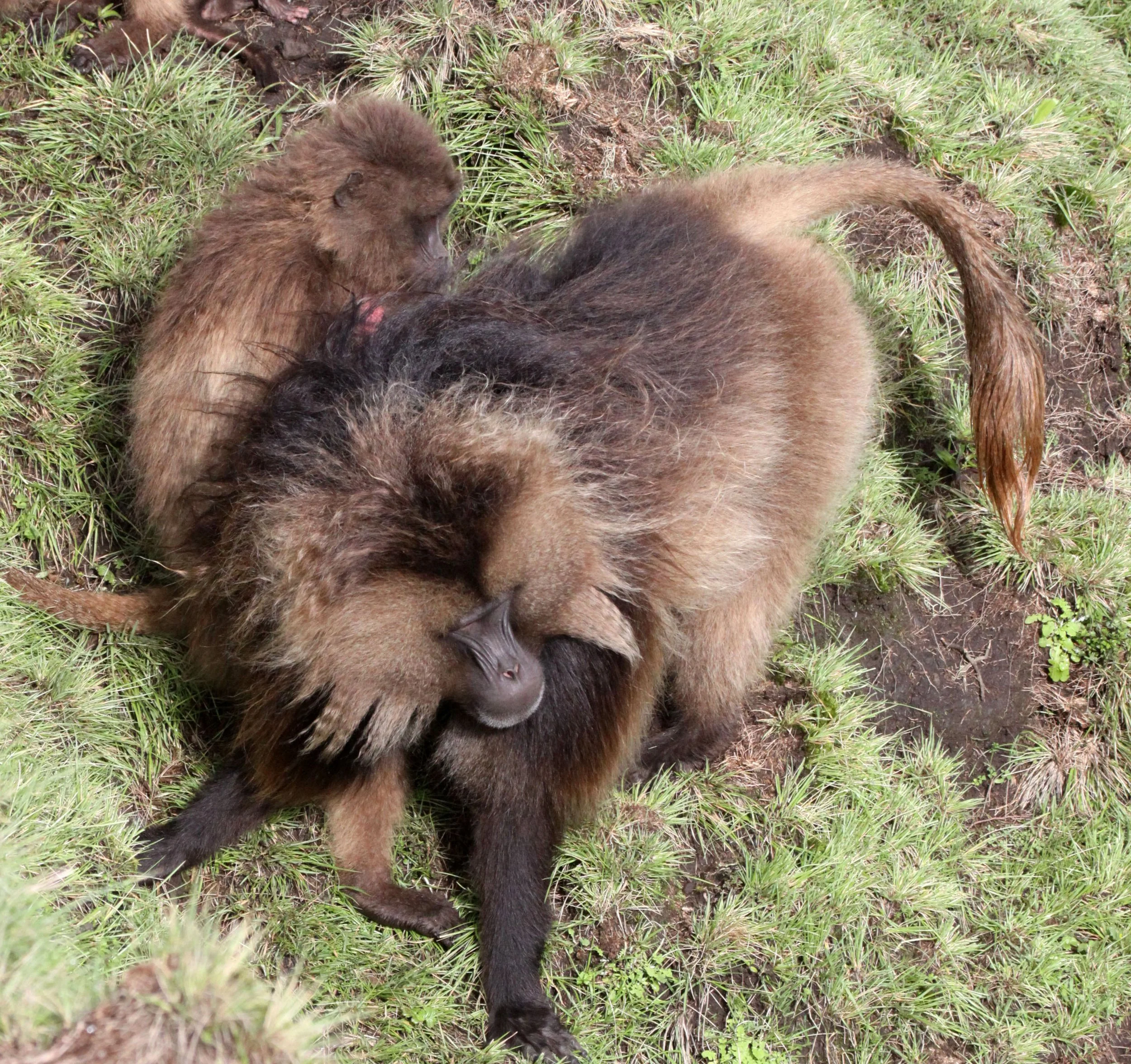 CERCOPITHECIDAE - Theropithecus gelada - GELADA - SIMIEN MOUNTAINS NATIONAL PARK ETHIOPIA (1359).JPG