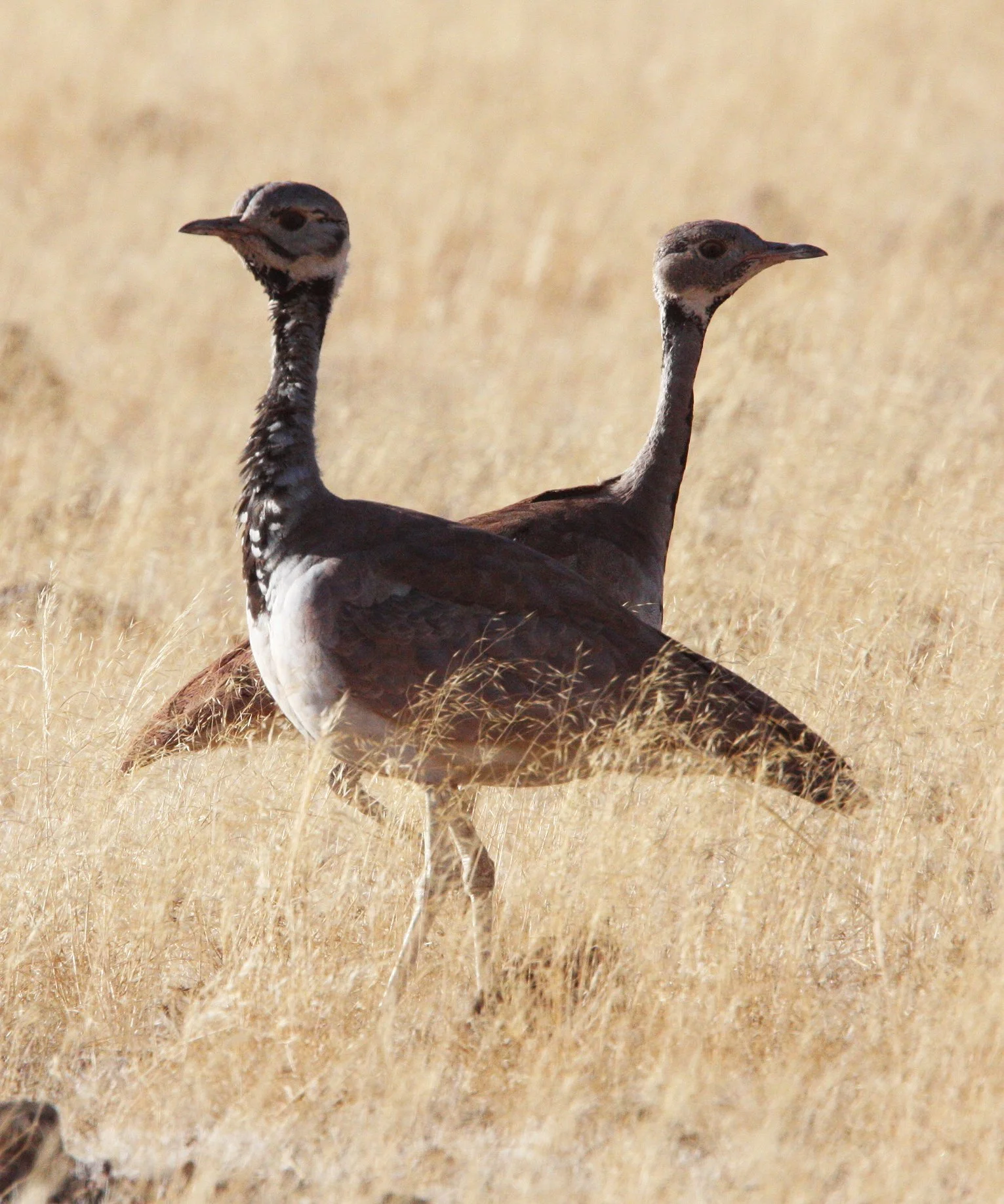 Ruppell's Korhaan (Eupodotis reupellii) Sossusvlei Namib Naukluft NP, Namibia