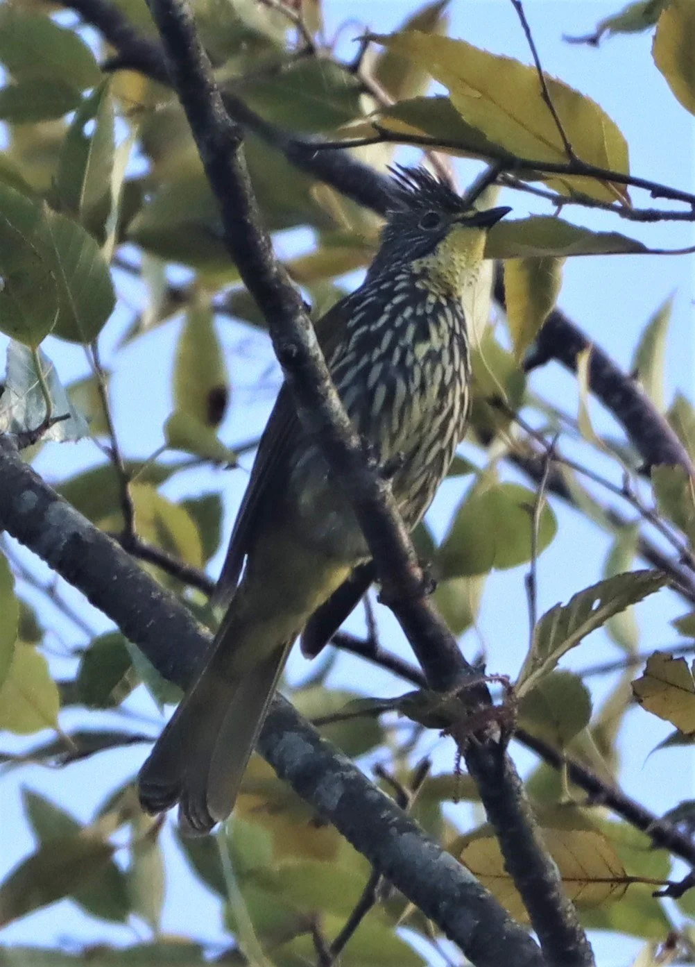 BULBUL - STREAKED BULBUL - Ixos malaccensis - DOI ANG KANG CHIANG MAI (12).jpg