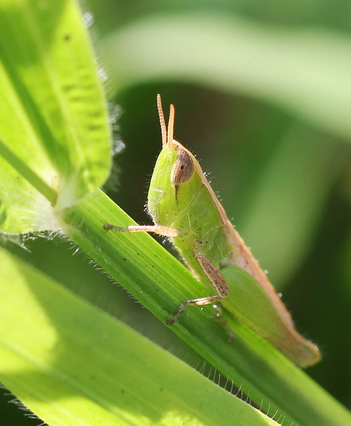 Acrididae - Species 5 - Huai Kha Khaeng - Kapok Kapien - Thailand