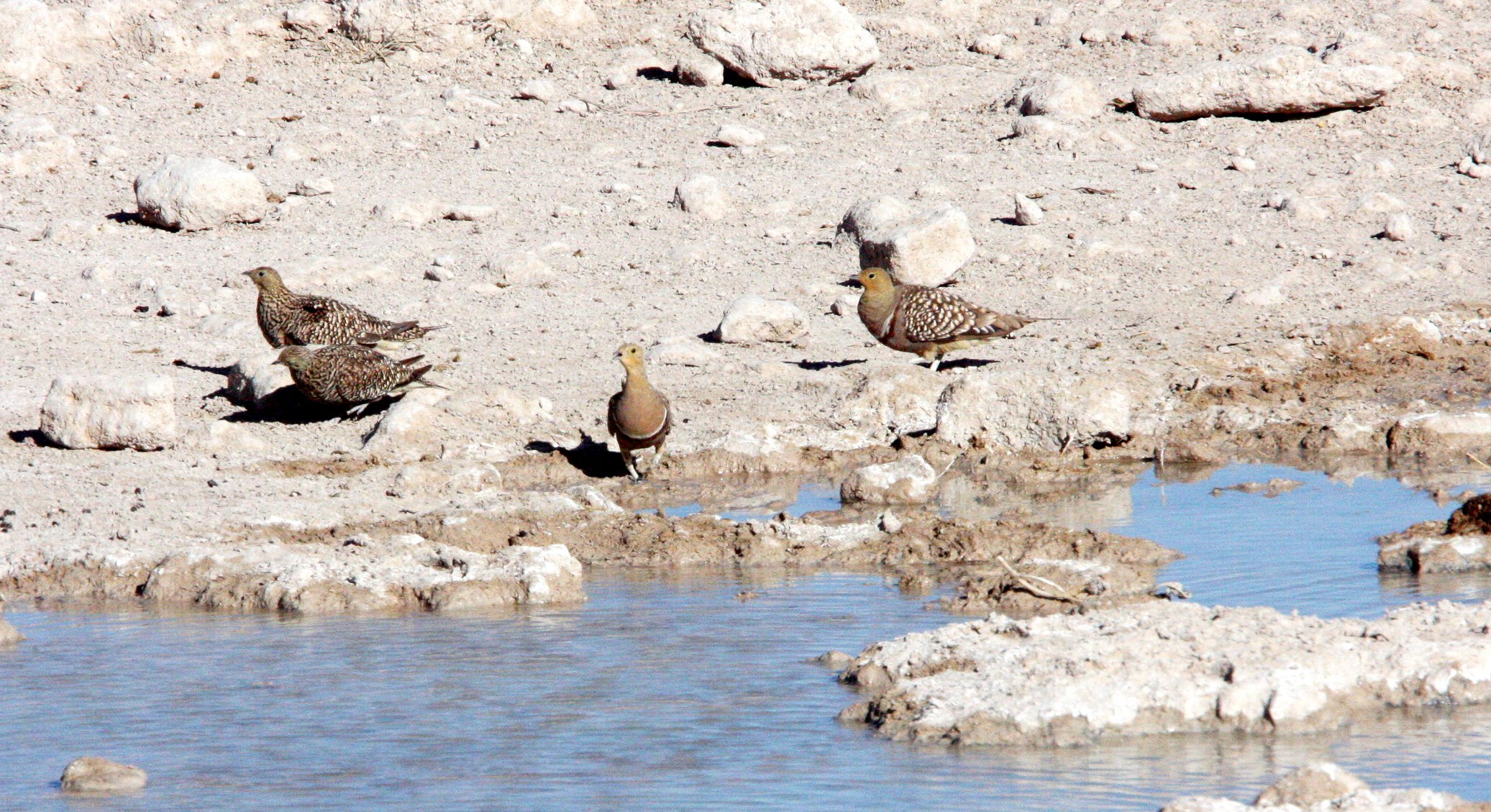 Namaqua Sandgrouse (Pterocles namaqua) Etosha NP Namibia (10).JPG