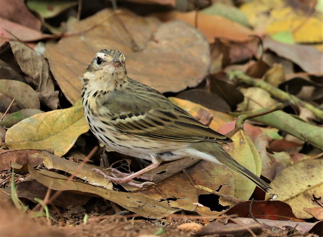 Olive-backed Pipit (Anthus hodgsoni) DOI ANG KHANG CHIANG MAI FEB 2022 (2).jpg