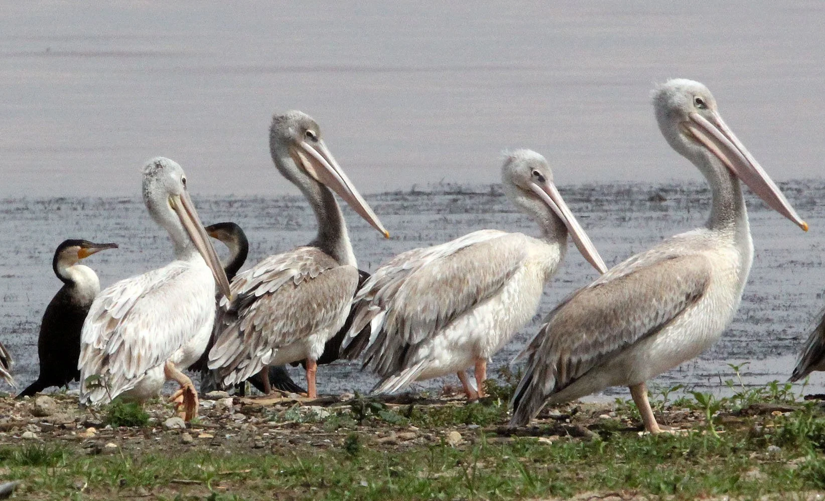 Pelecanus rufescens - PINK-BACKED PELICAN & PINK-BACKED PELICAN - LANGANO LAKE ETHIOPIA (12).JPG