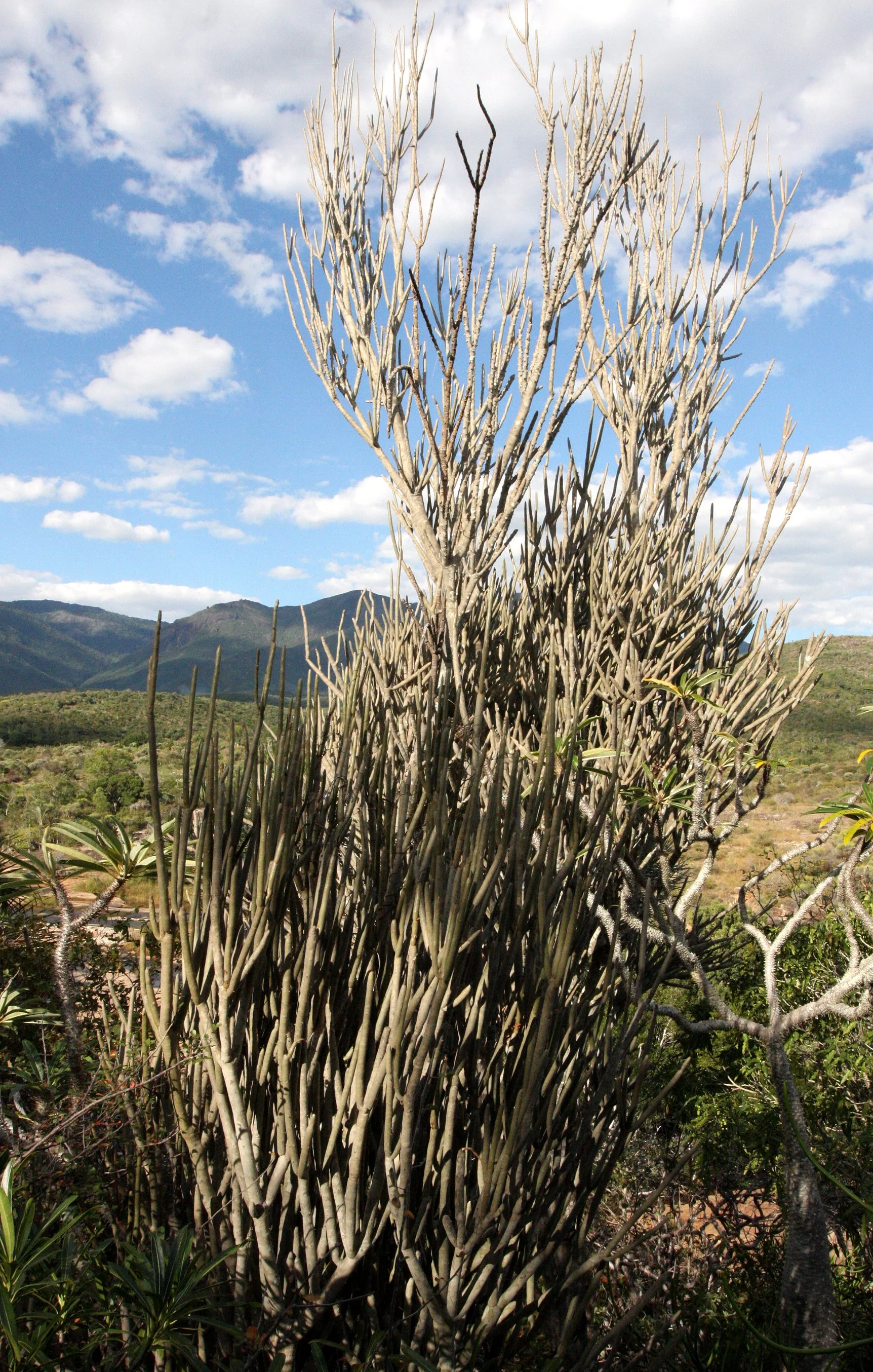 PLANT - ALLUAUDIA DUMOSA - ANDOHAHELA NATIONAL PARK MADGASCAR (19).JPG