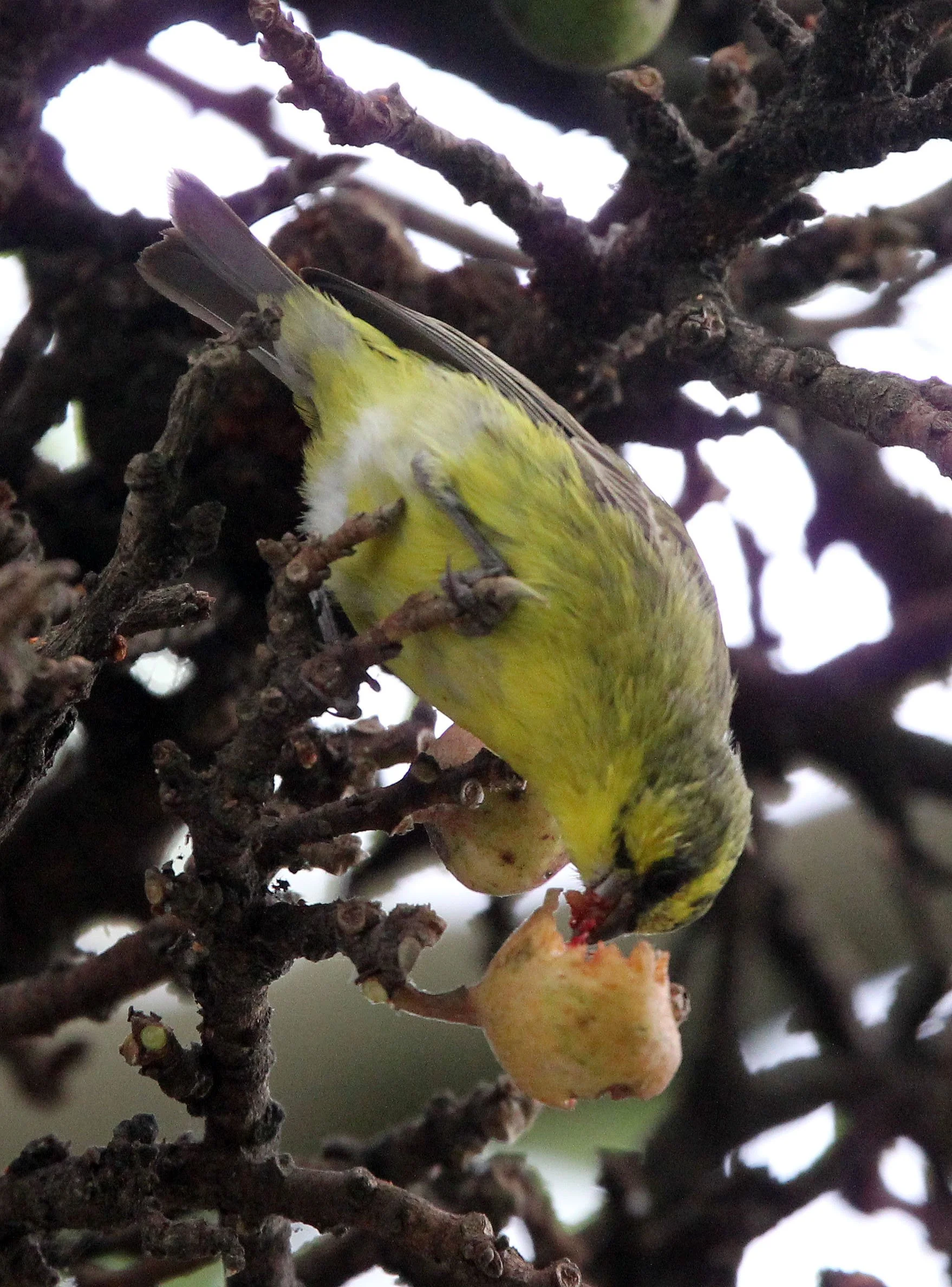 Yellow-crowned Canary (Serinus flavivertex) Ruhengeri, Rwanda (2).JPG