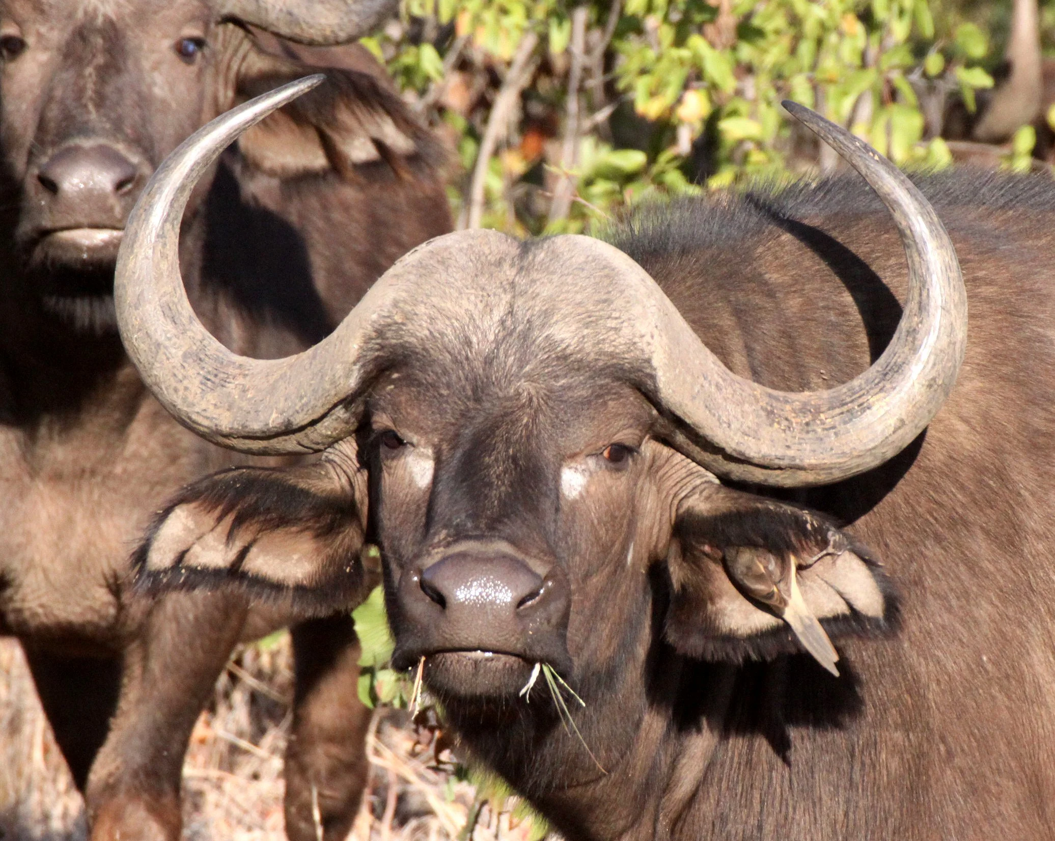BUFFALO - CAPE BUFFALO - Syncerus caffer - KRUGER NATIONAL PARK SOUTH AFRICA (25).JPG