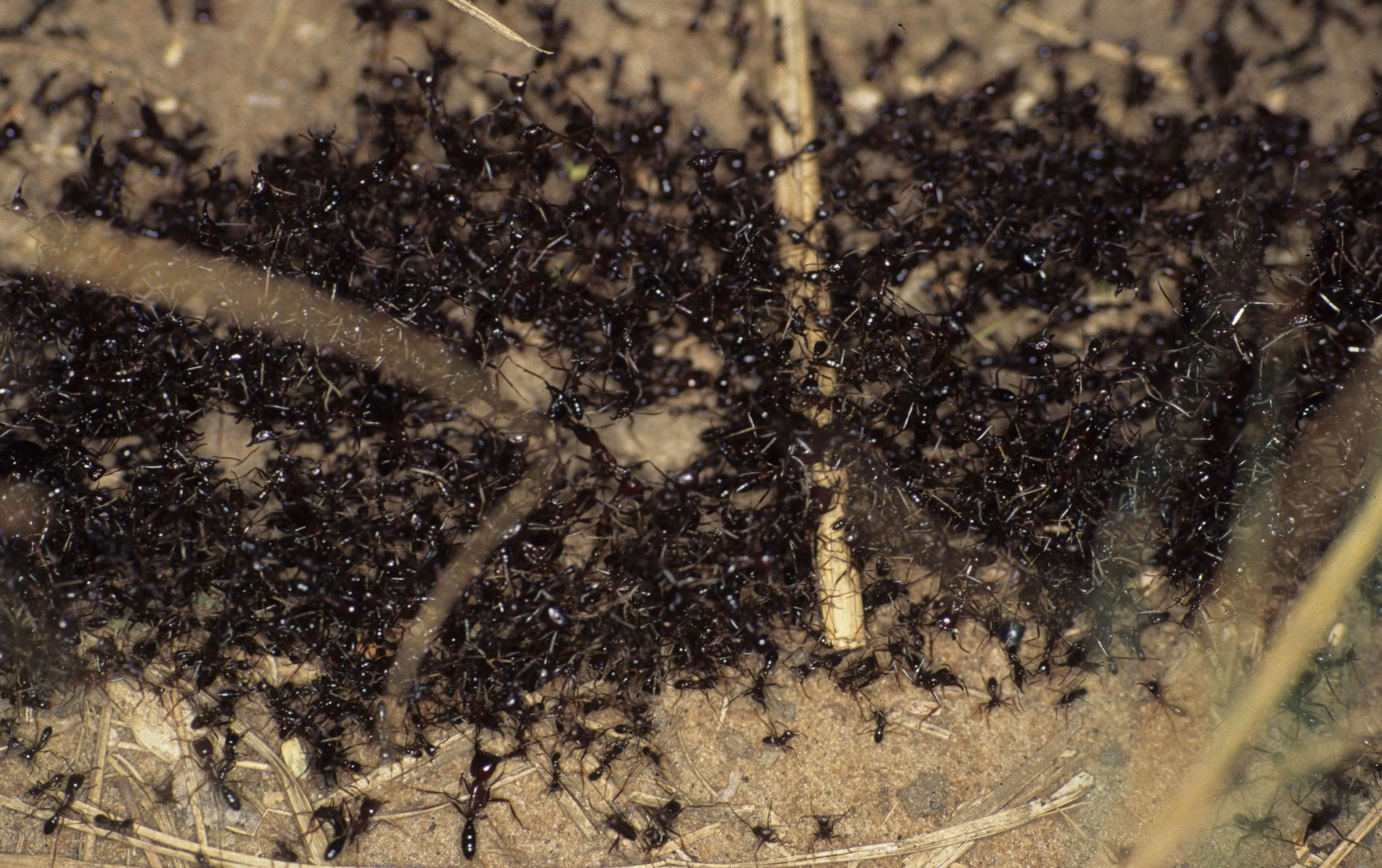 INVERTS - HYMENOPTERA - ARMY ANTS - UGANDA A (5).jpg