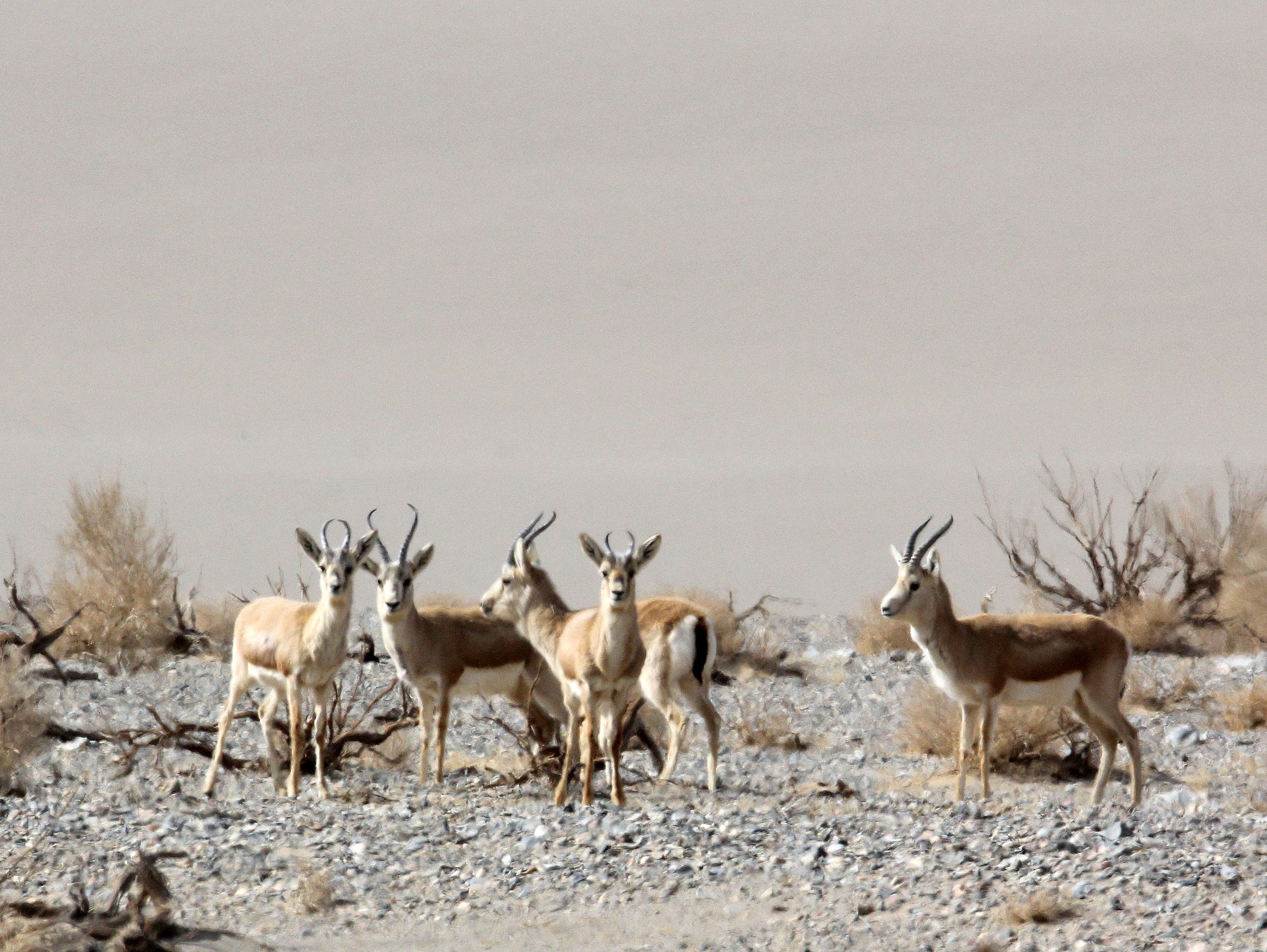 Tarim Basin Goitered Gazelle - Gazella (subgutturosa) subspecies - Potential New Species of Gazella from Xinjiang, China