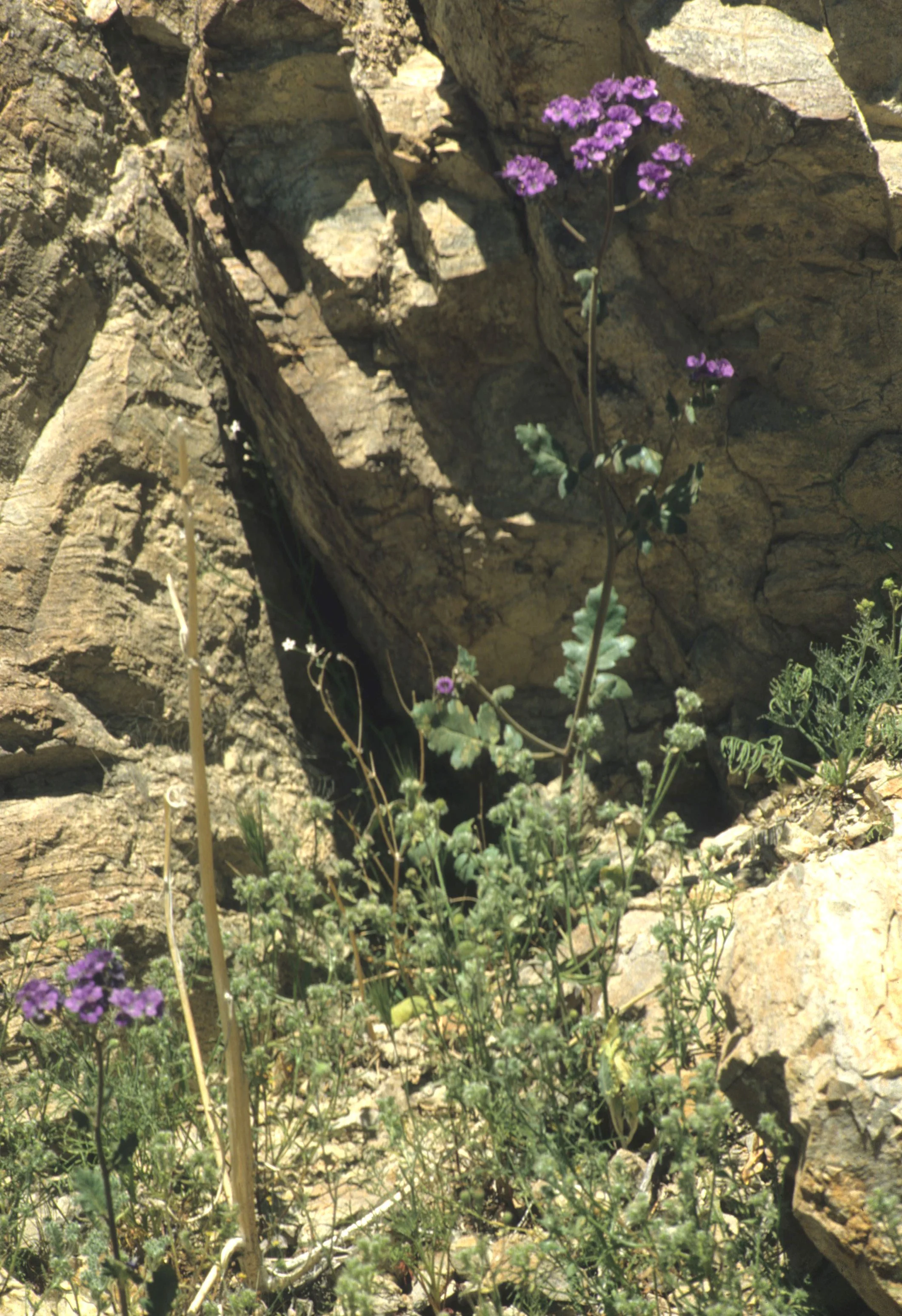 DEATH VALLEY - PHACELIA VALLIS-MORTAE - DEATH VALLEY PHACELIA.jpg