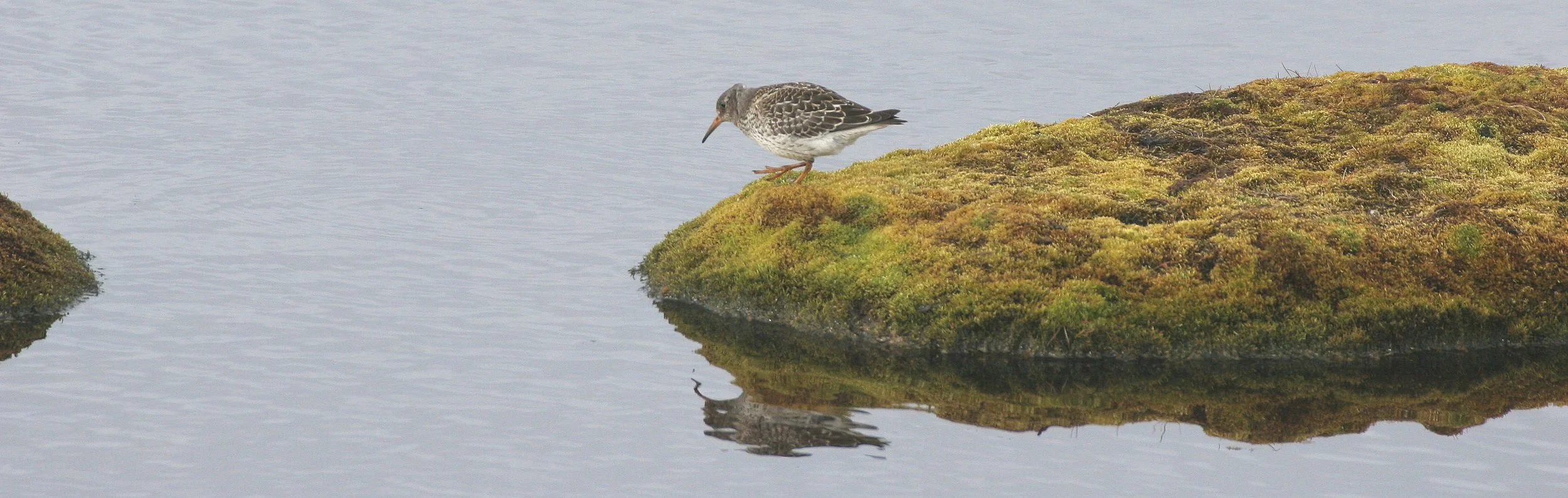 BIRD - SANDPIPER - PURPLE SANDPIPER - SVALBARD (4).jpg