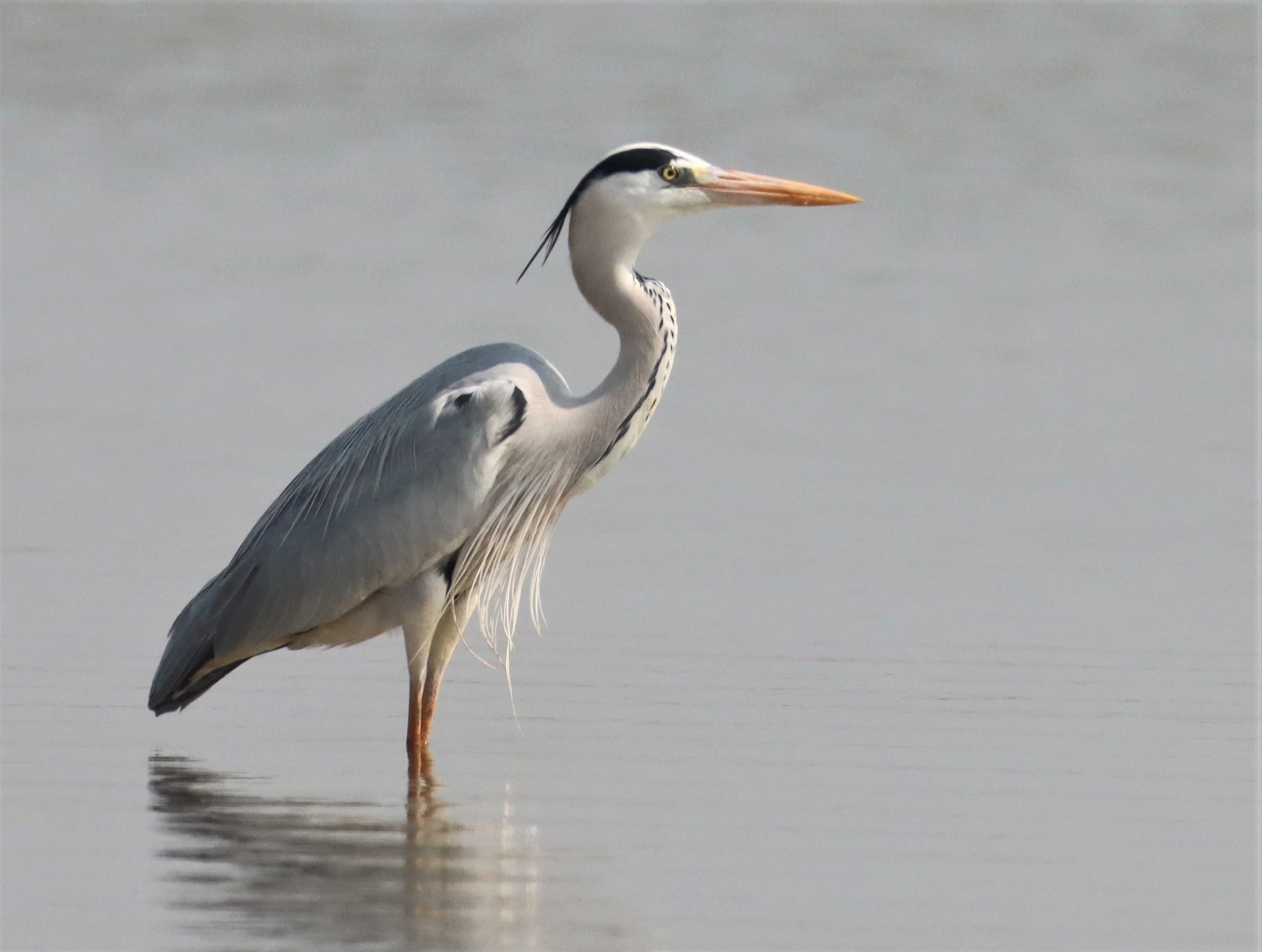 HERON - GREY HERON - Ardea cinerea - BUENG BORAPHET  (13).jpg