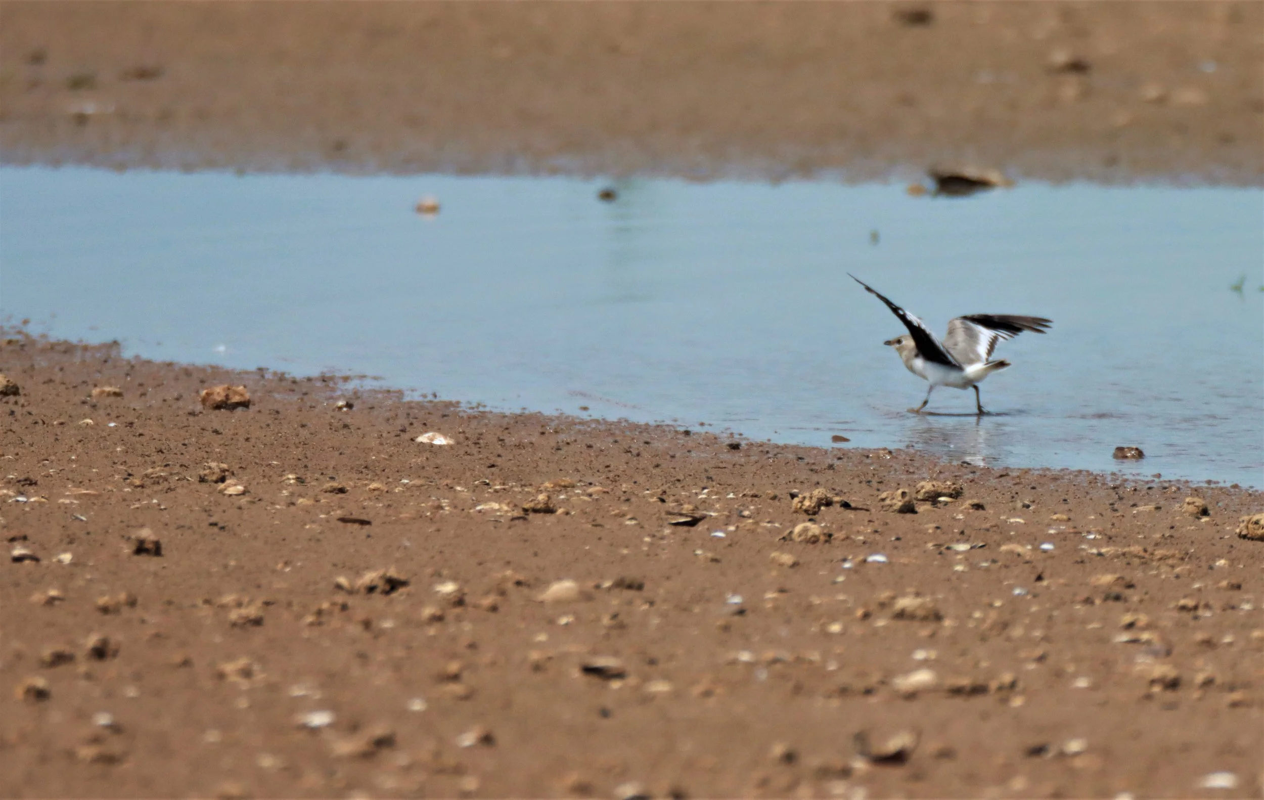 PRATINCOLE - SMALL PRATINCOLE - Glareola lactea - BUENG BORAPHET NAKHON SAWAN AUGUST 2021 (8).jpg