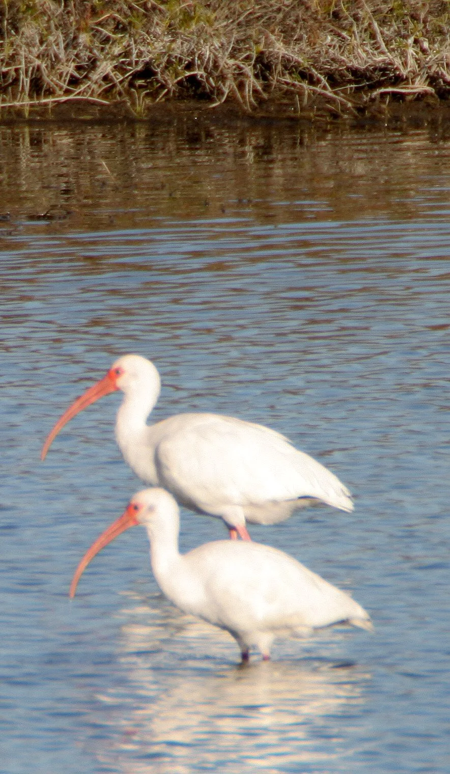IBIS - AMERICAN WHITE IBIS - Eudocimus albus - ARANSAS NWR TEXAS (6).jpg