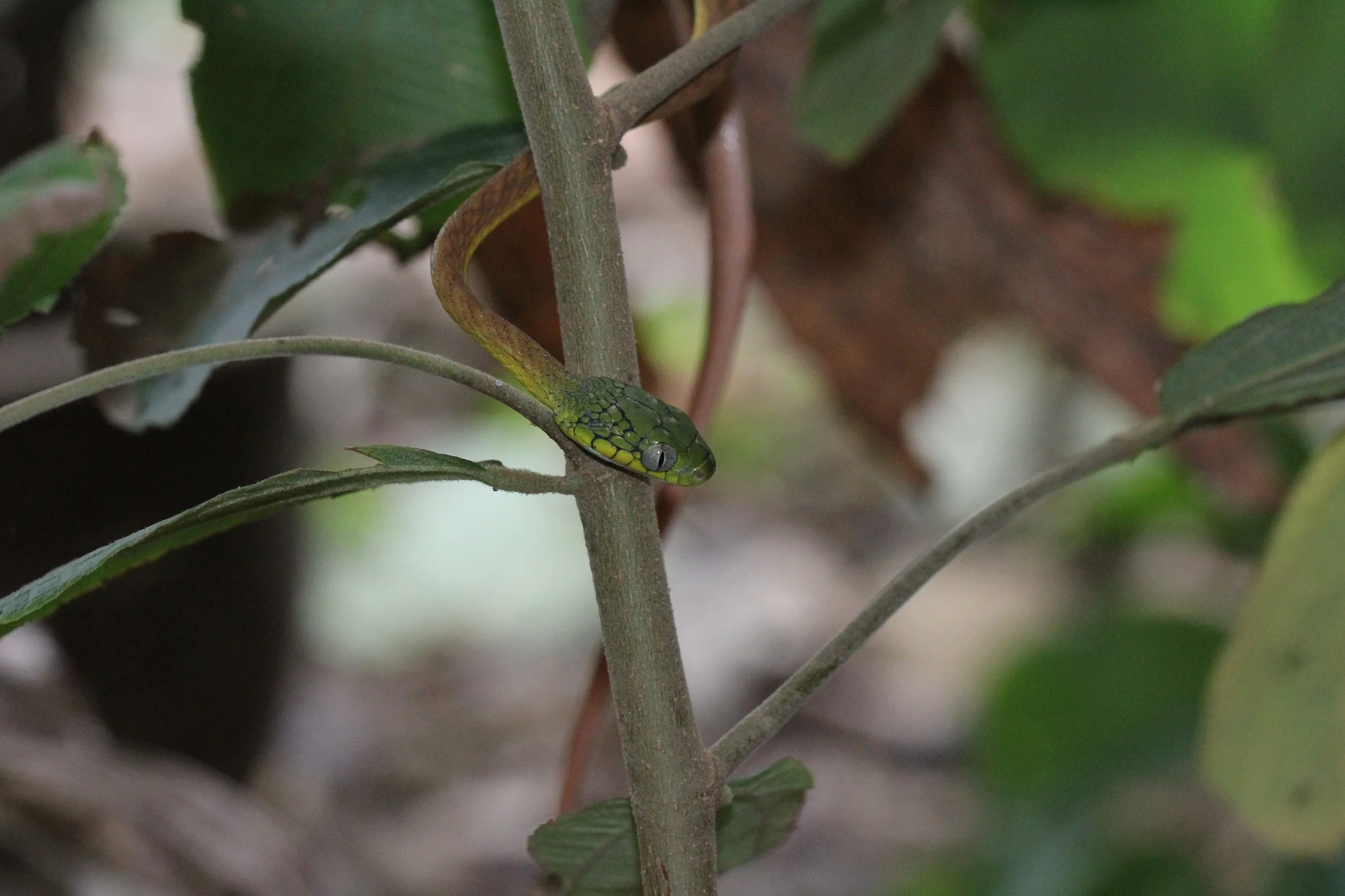 Boiga cyanea - GREEN CAT SNAKE - KOH LANTA THAILAND (118).JPG