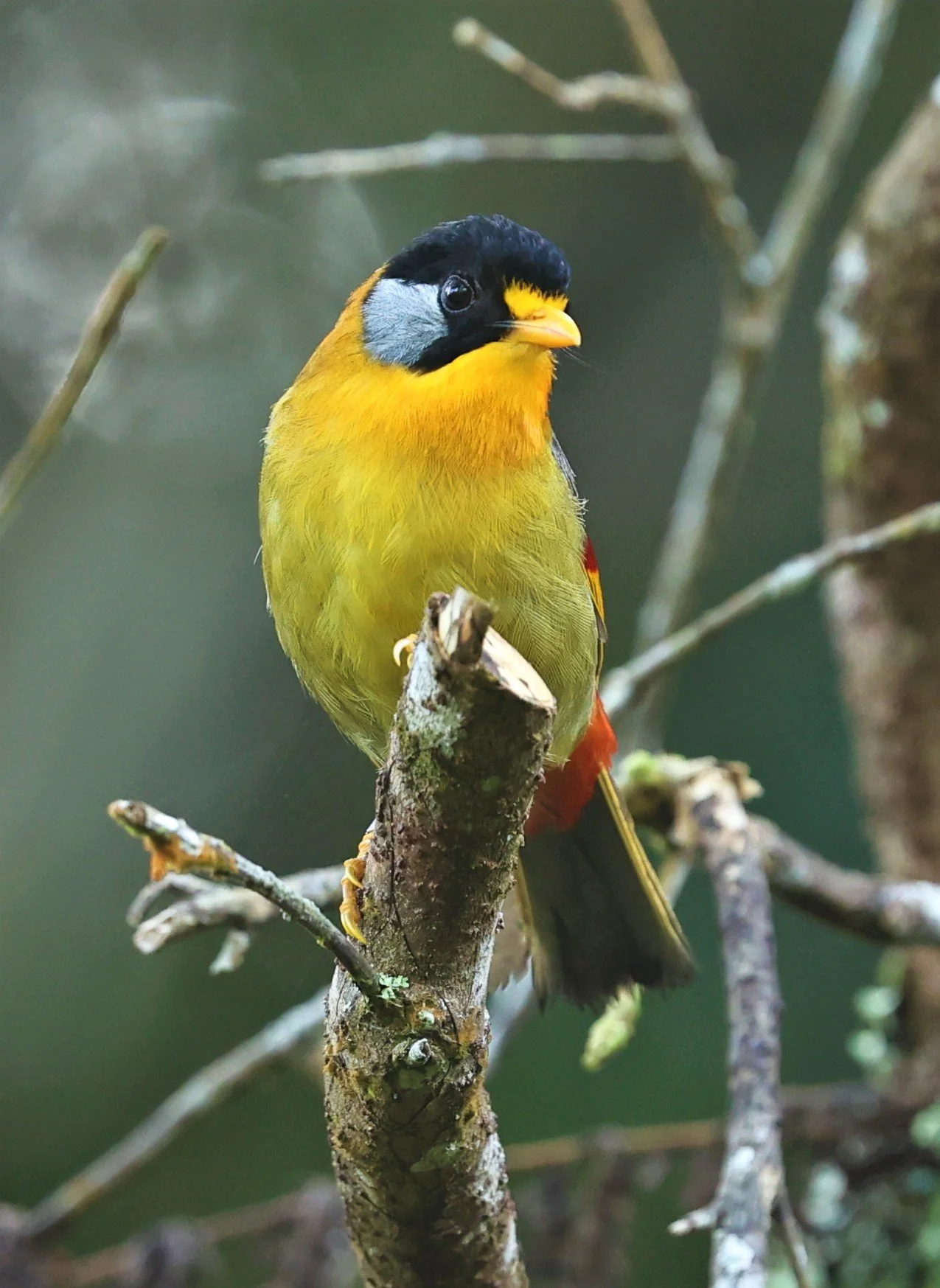 Leiothrix argentauris - SILVER-EARED MESIA - FRASER'S HILL, MALAYSIA JUNE 2022 (60).jpg