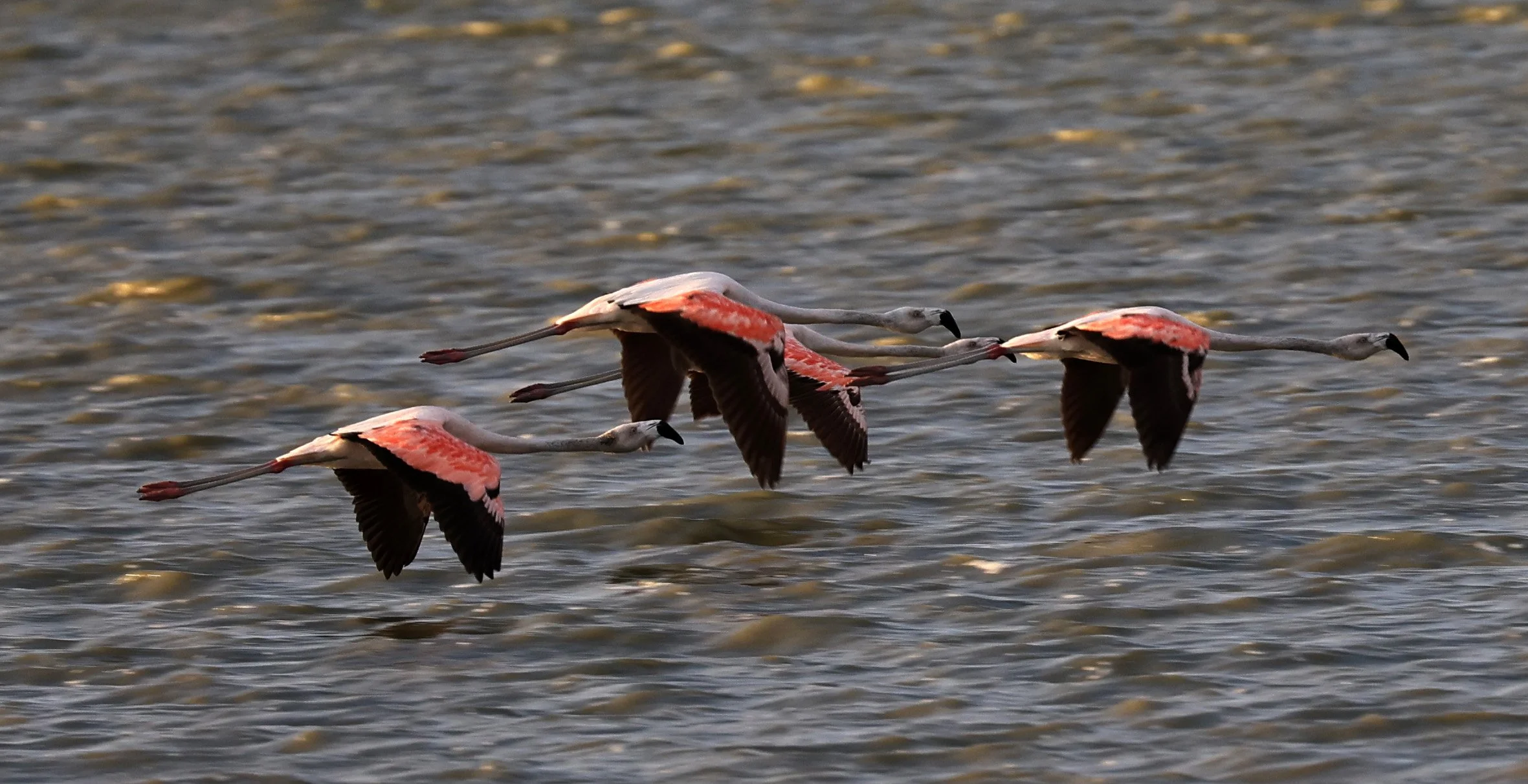 Chilean Flamingo (Phoenicopterus chilensis) Chaco Lodge & Laguna Salada Paraguay (83).jpg