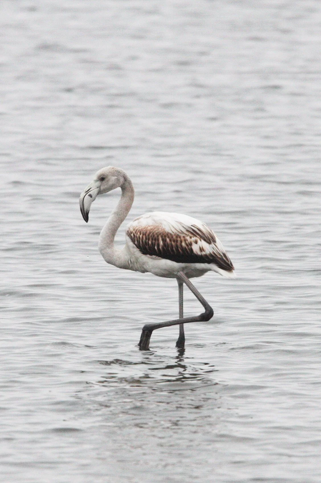 Phoenicopterus roseus - Greater Flamingo - Walvis Bay Namibia (22).JPG
