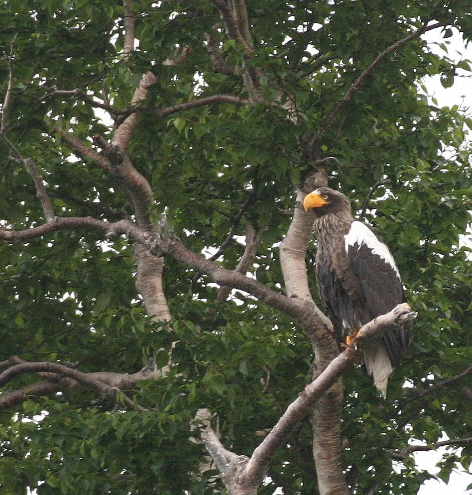 Haliaeetus pelagicus - STELLERS SEA EAGLE - ON KAMCHATKA COASTLINE - RUSSIA (116).jpg