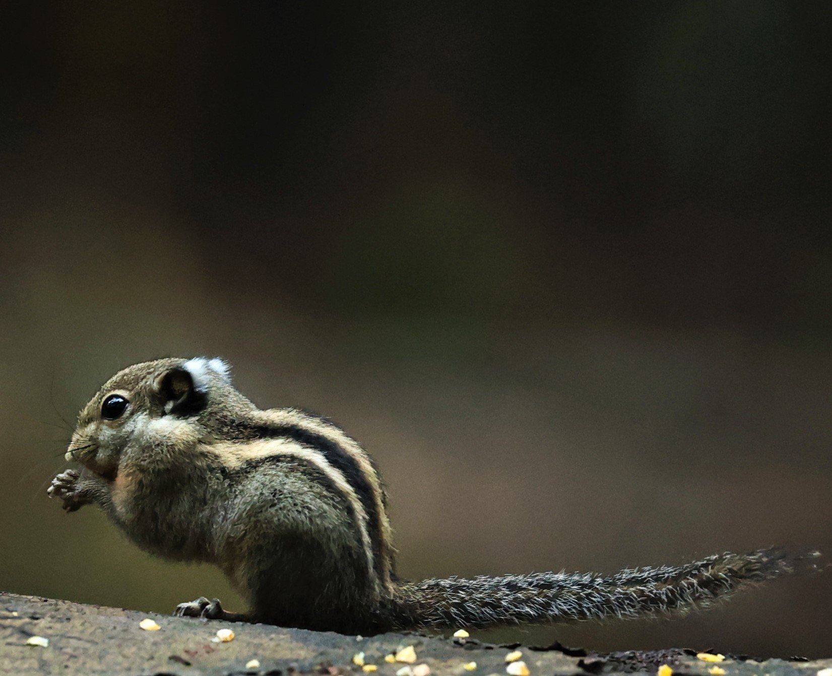 Tamiops mcclellandii - HIMALAYAN STRIPED SQUIRREL - BUKIT TINGGI MALAYSIA JUNE 2022 (22).jpg