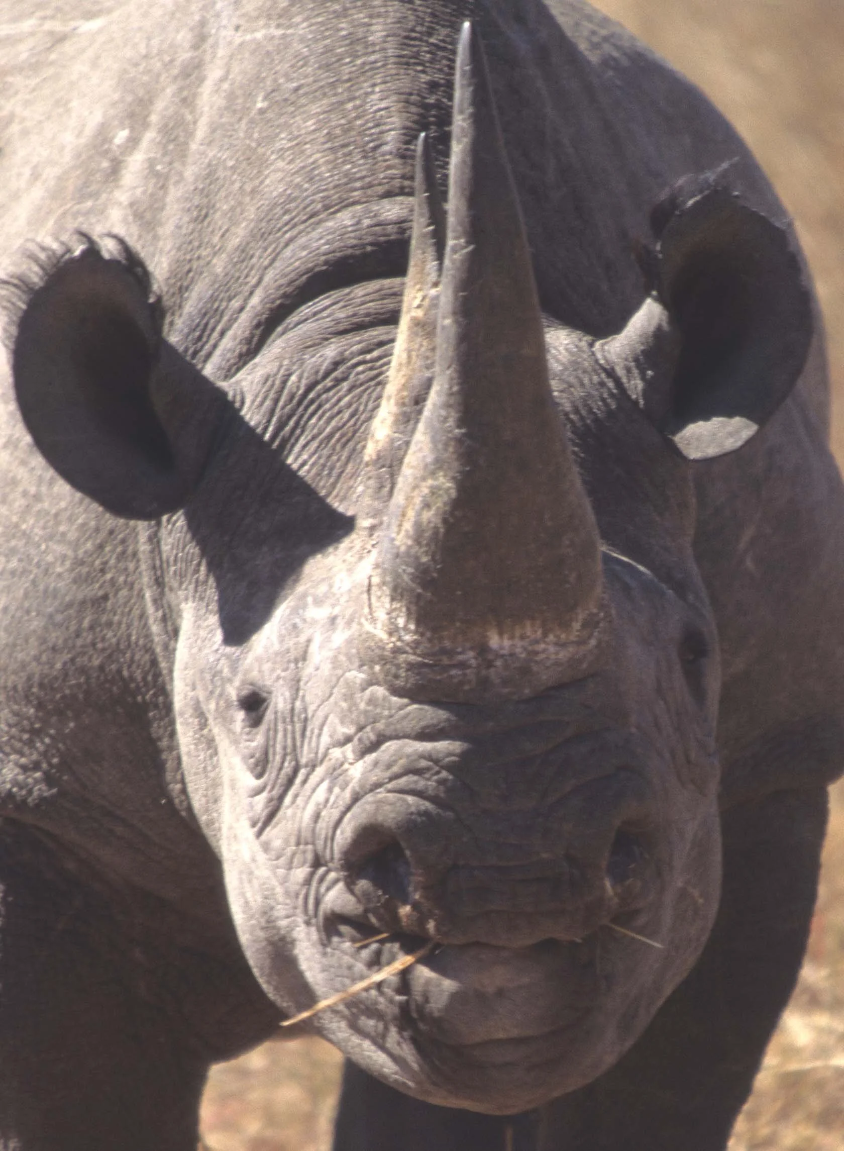 RHINO- BLACK - ZIMBABWE 1A.jpg