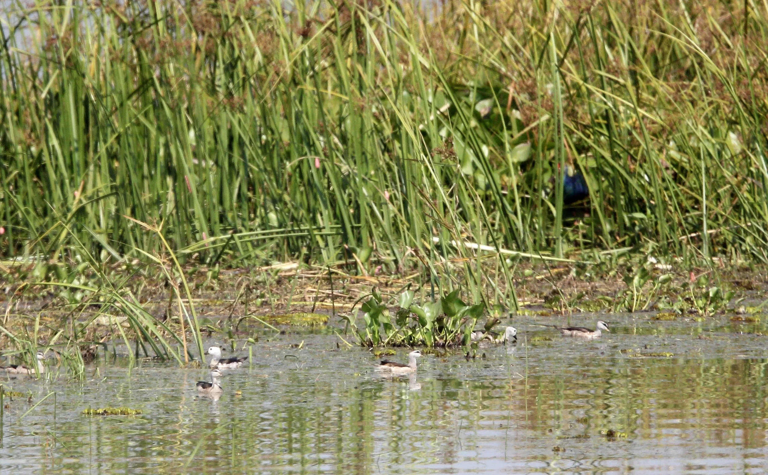 2018 Thale Noi Bird Sanctuary Patthalung (1).JPG