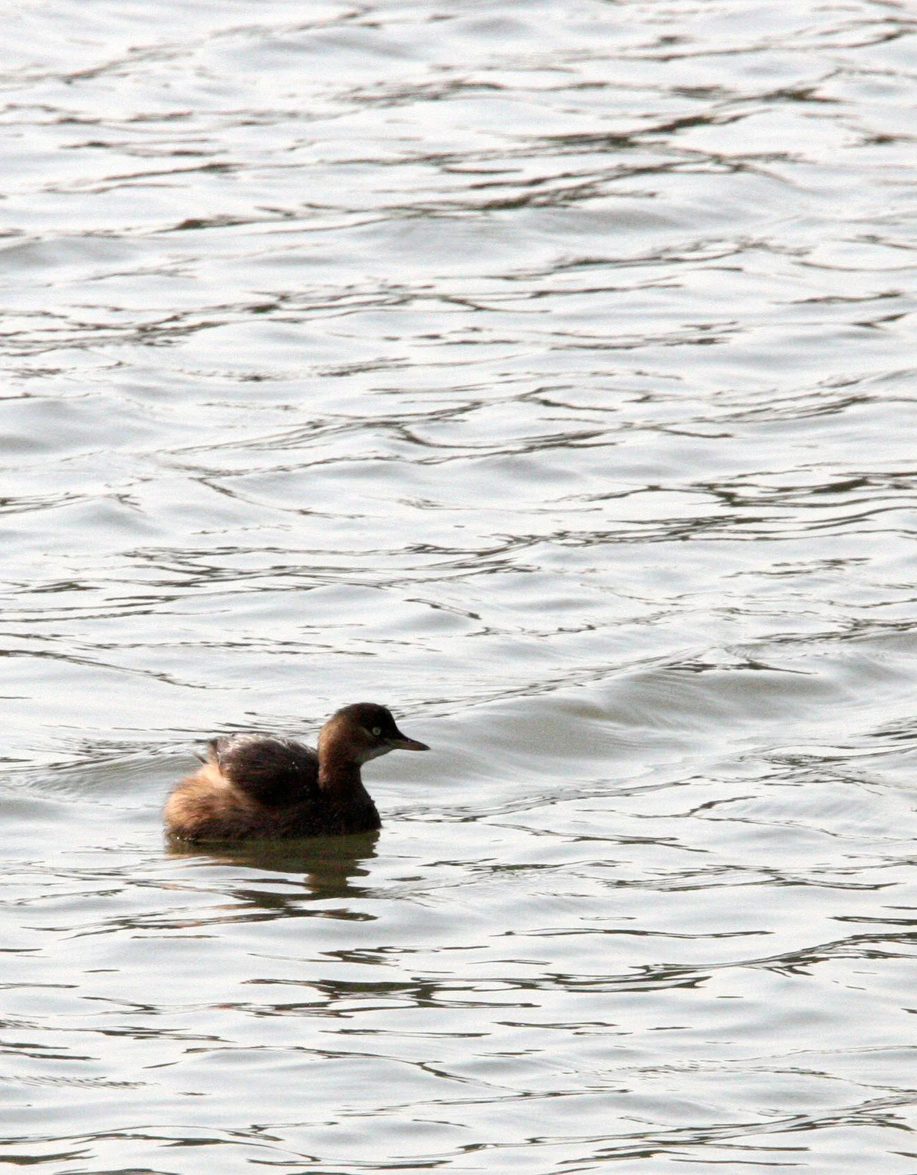 Little Grebe (Tachybaptus ruficollis) Pudong Botanical Gardens Shanghai China (11).JPG