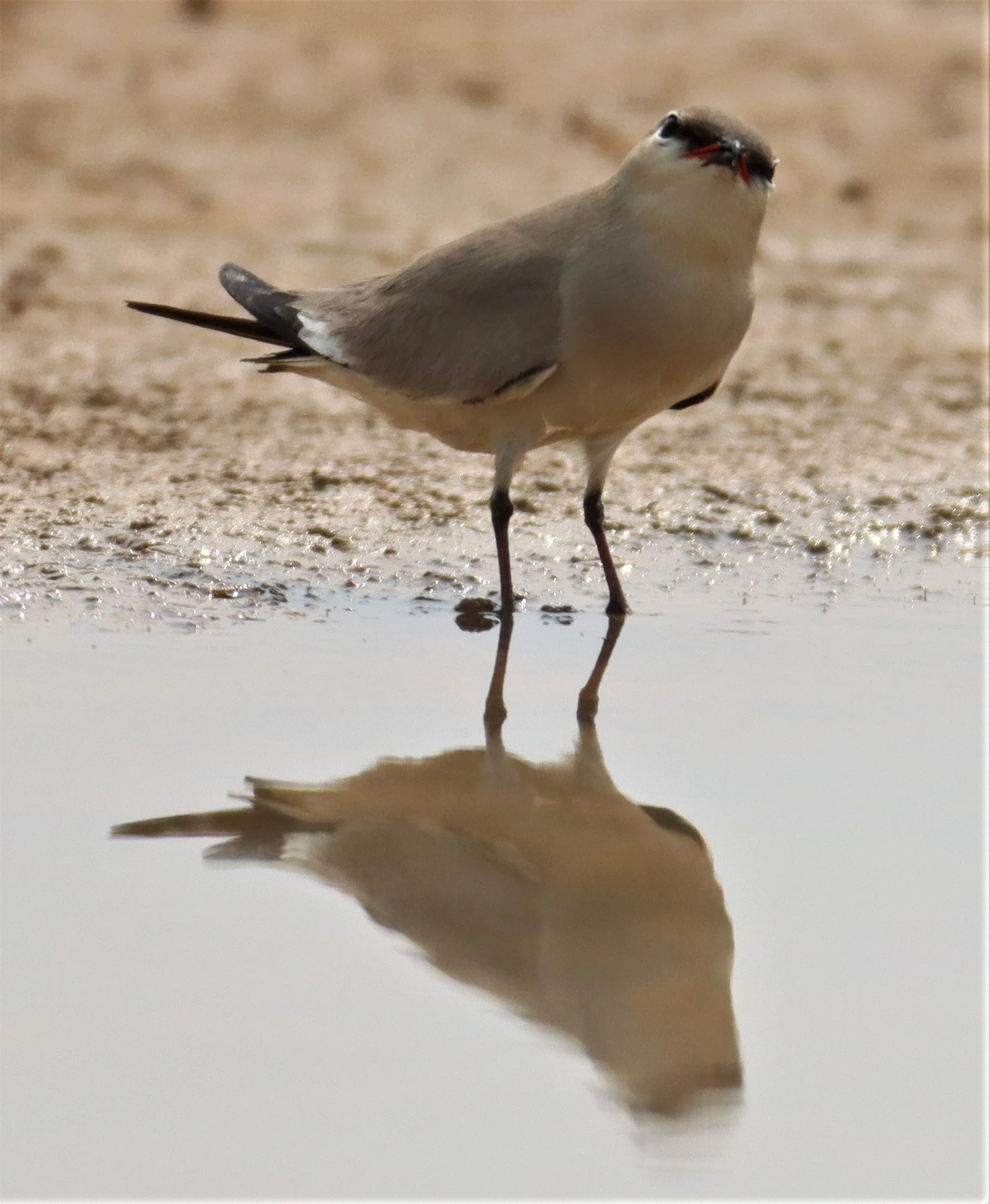 PRATINCOLE - SMALL PRATINCOLE - Glareola lactea - KABIN BURI WETLANDS 15KM OUT ON 304 (253).jpg